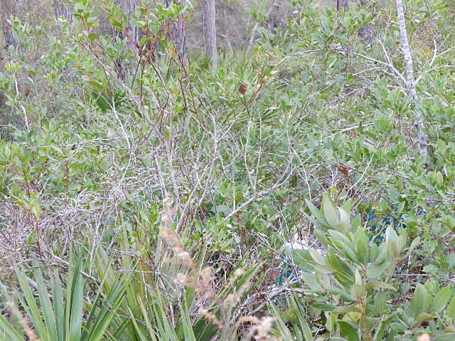 Great high and dry land 10 miles from Baker and 20 miles from Milton, on paved highway. Great site for building a new home, or install a mobile/manufactured home on this lot. Raw land, does not have septic tank or utilities on the property.