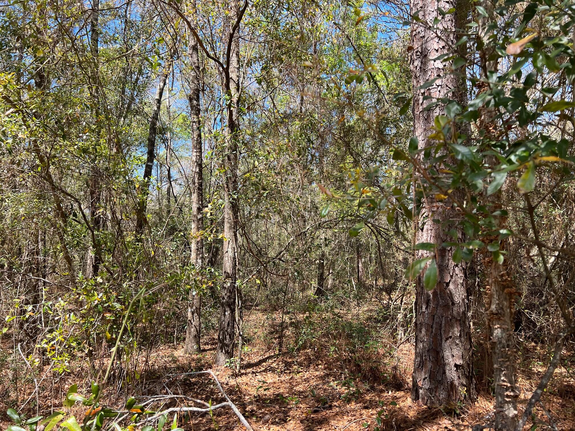 Juniper Lake Estates Unit 6 Oakwood Hills S/D - Land