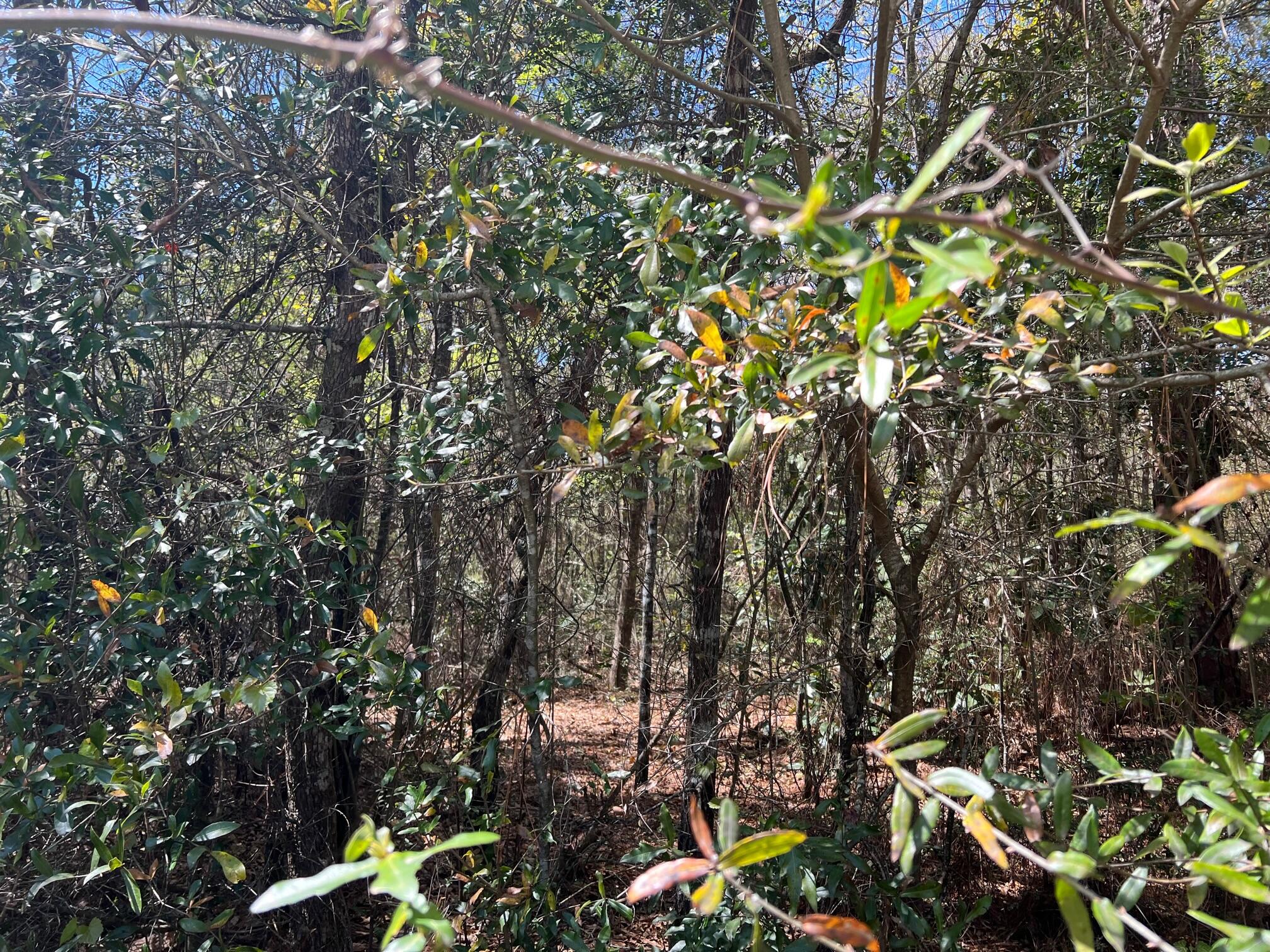 Juniper Lake Estates Unit 6 Oakwood Hills S/D - Land