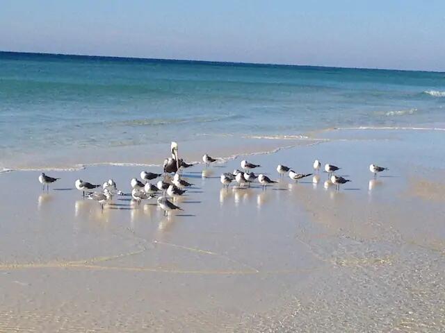 DESTIN WEST BEACH & BAY RESORT-GULFSIDE - Residential