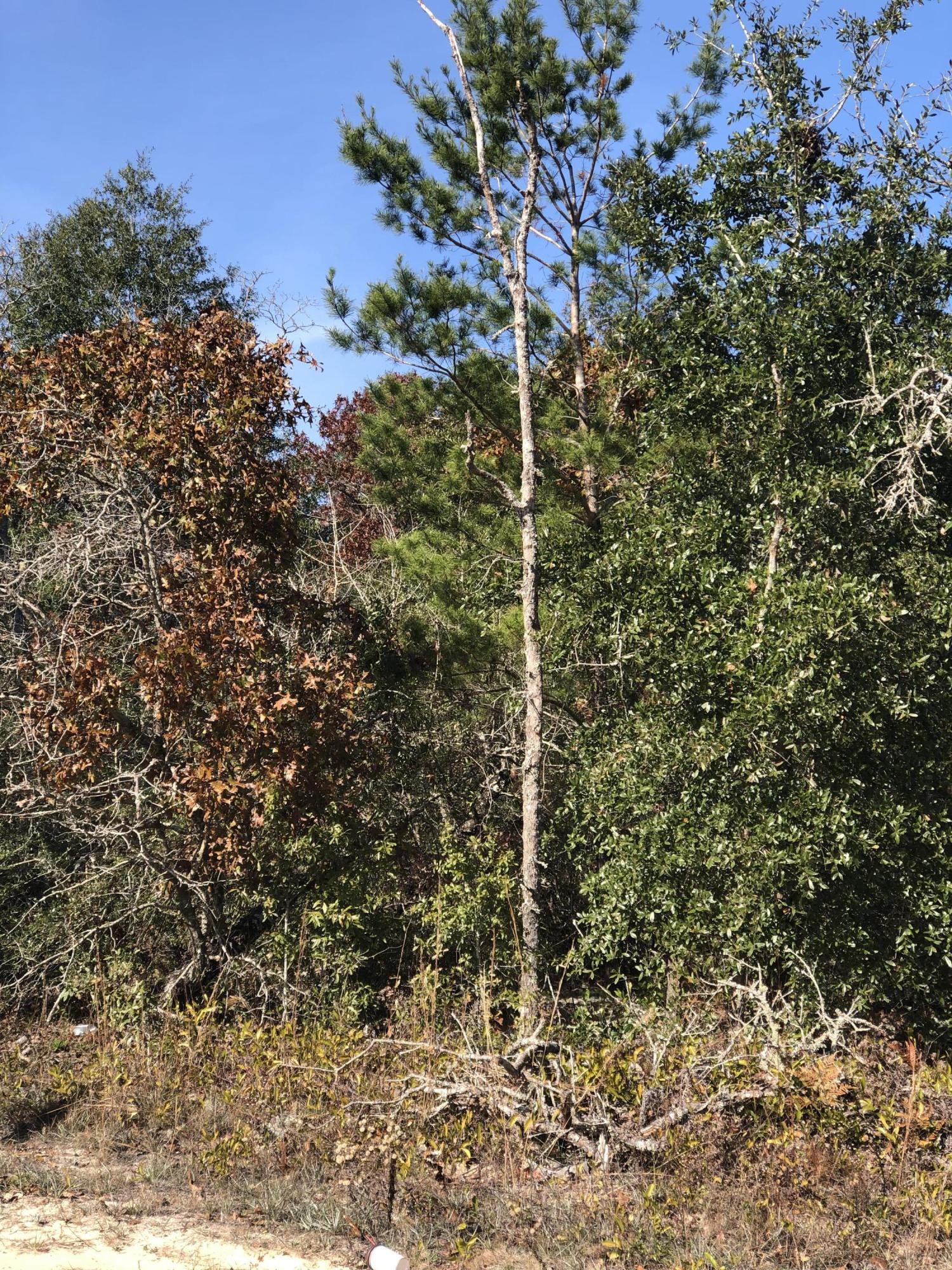 ONE ACRE vacant lot located in Juniper Lakes Estates. Come see your new home site today!