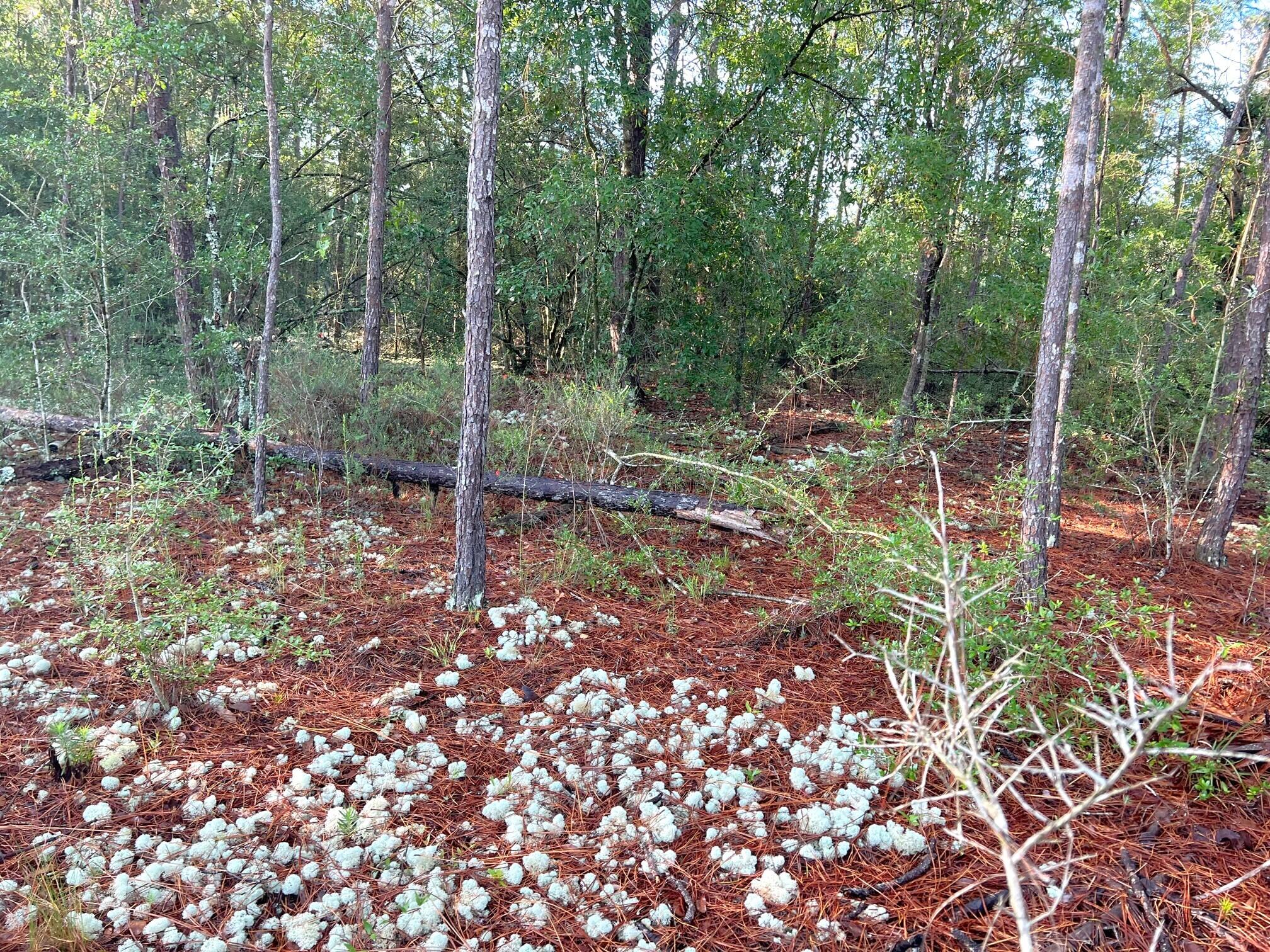 OAKWOOD HILLS UNIT 1 - Land