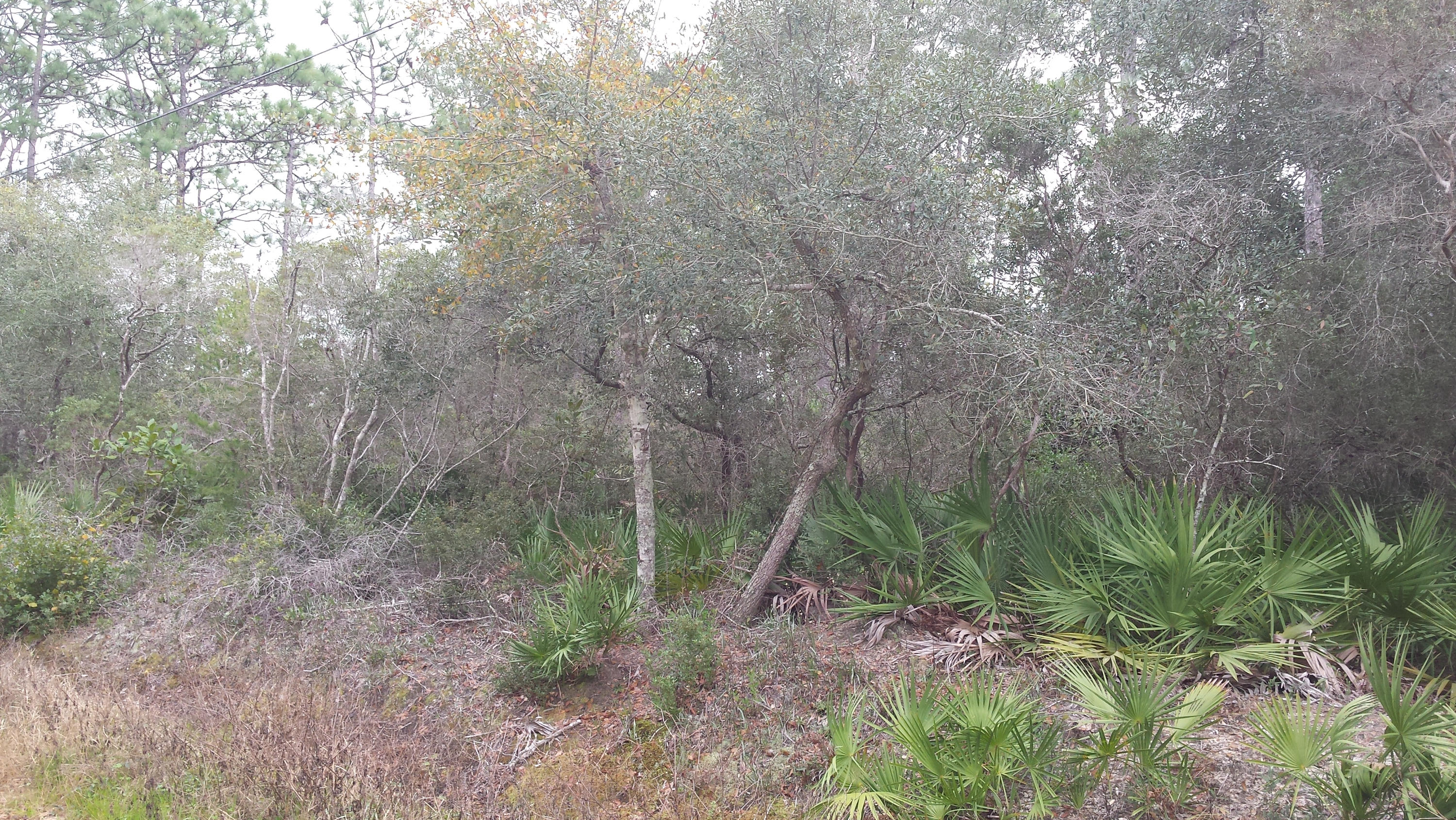 BAYOU PINES UNREC - Land