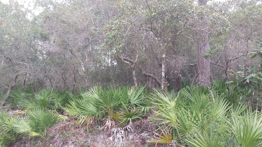 Great wooded lot with amazing views of the bayou located in Santa Rosa Beach in the quiet Bayou Pines neighborhood with Bayou Pines Boat launch. Strategically located close to the TOP 100 Hospital in the Country (Sacred Heart), Exquisite shopping and dining plus you are just minutes from Grand Boulevard, Silver Sands Outlets, and Baytown Wharf. Enjoy Golfing at Sandestin or just relax on the Beautiful white sandy beaches of the Emerald Coast. Just a short boat ride to Crab Island and Harbor Walk. Buyer to verify all dimensions.