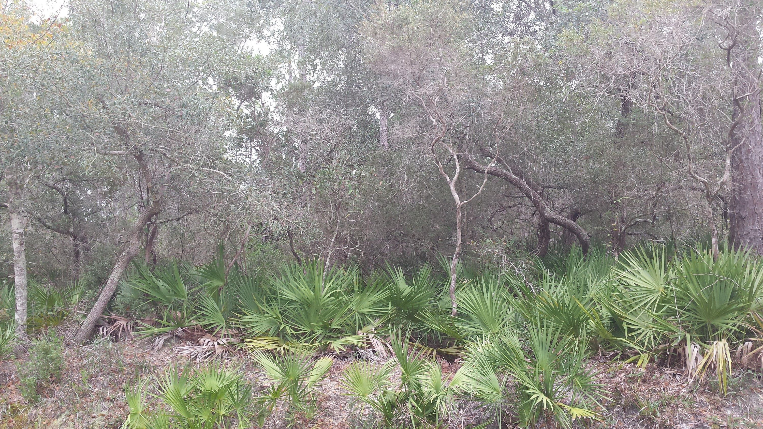 BAYOU PINES UNREC - Land