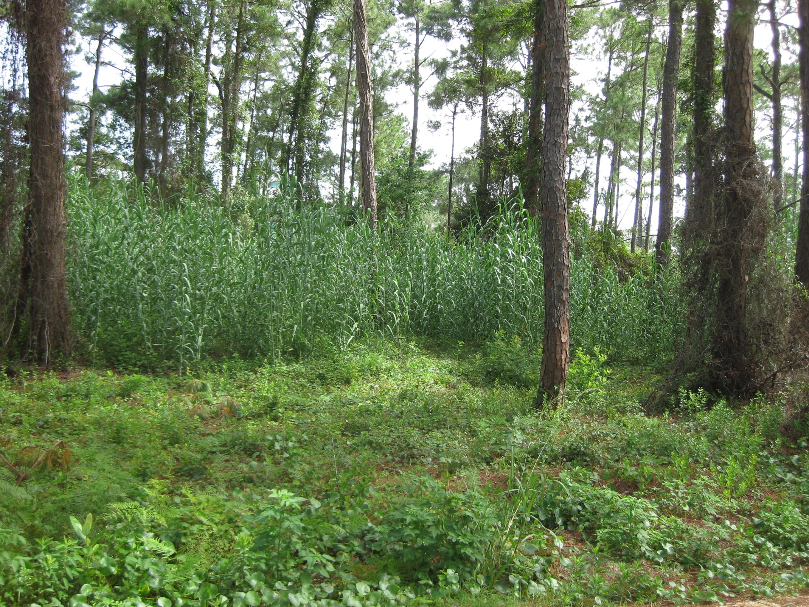 DUNE ALLEN 2ND ADDN - Land