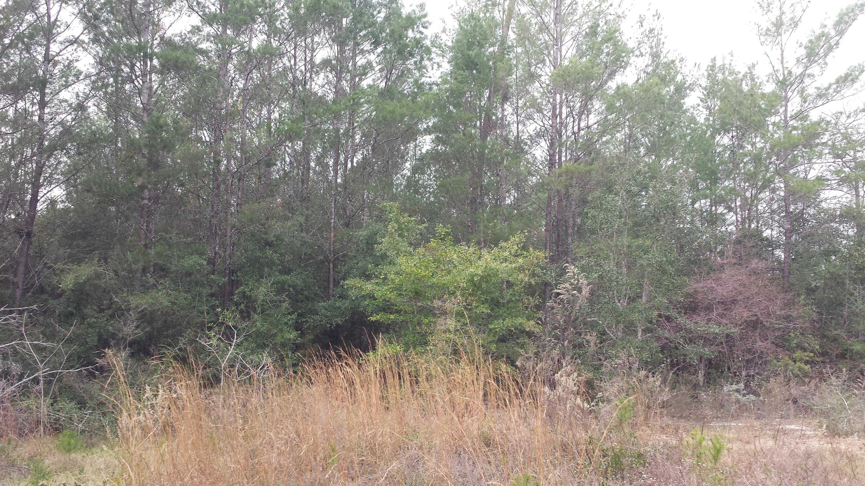 Magnolia Landing - Land