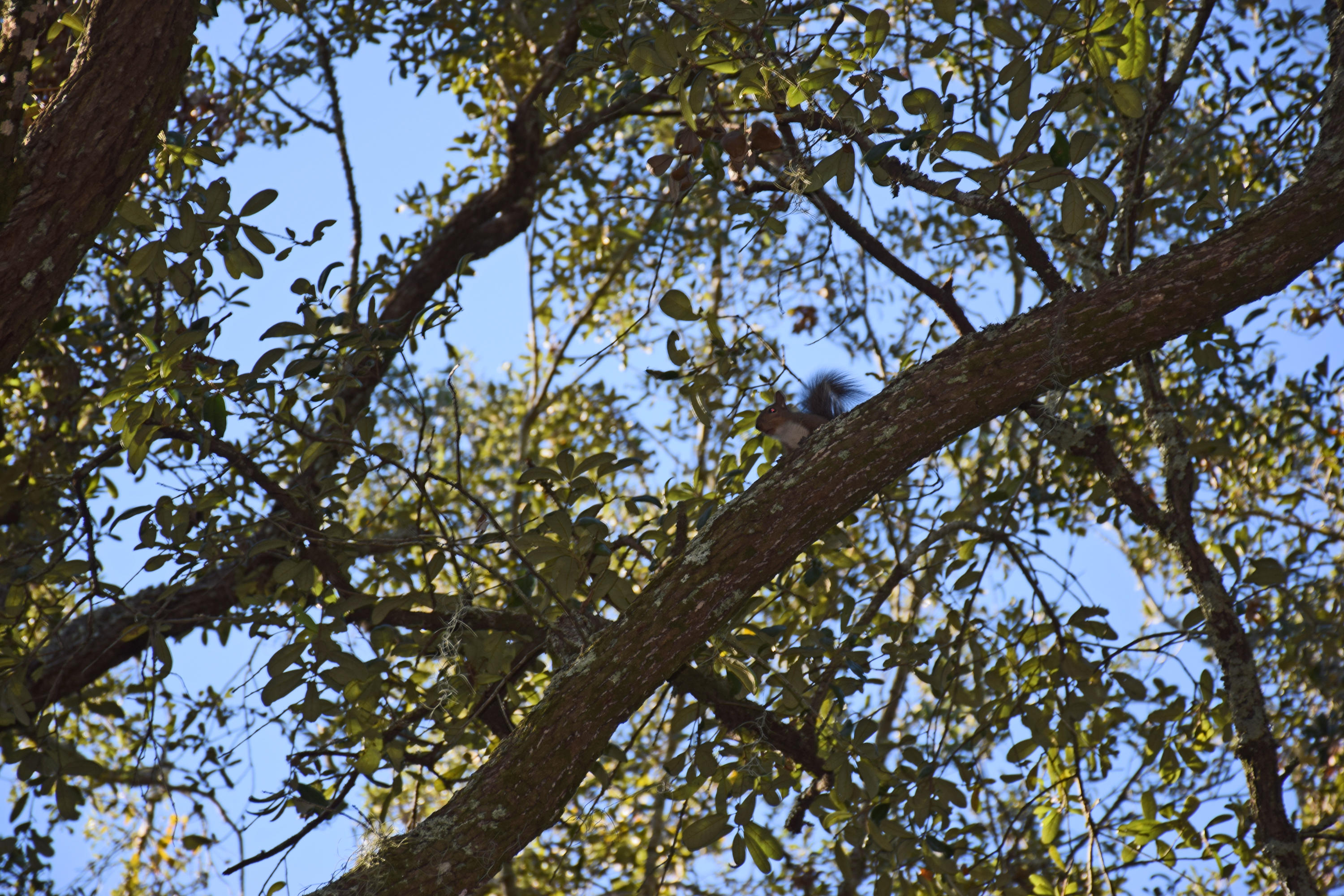 HELMS & ALLEN - Land