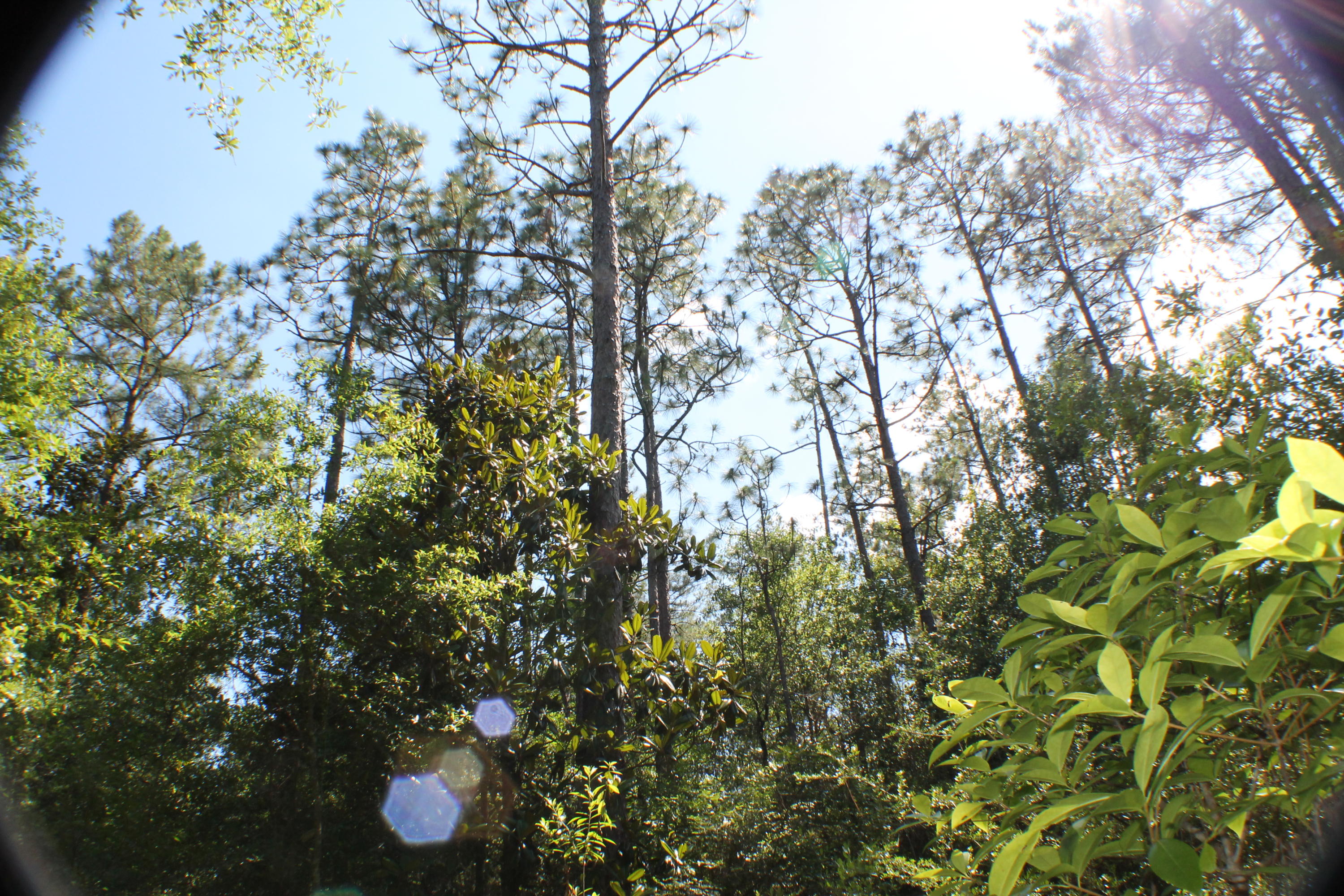 METES & BOUNDS - Farm