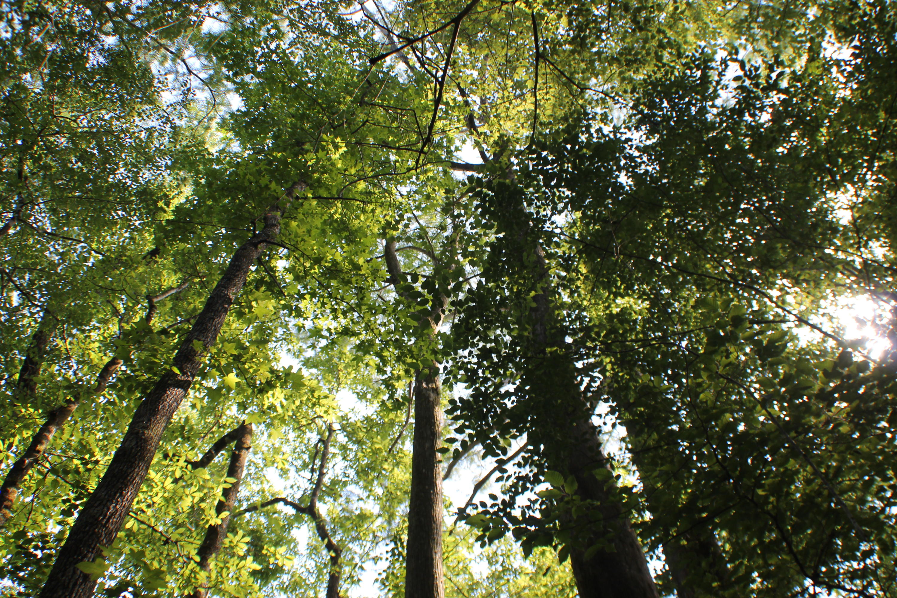 METES & BOUNDS - Farm