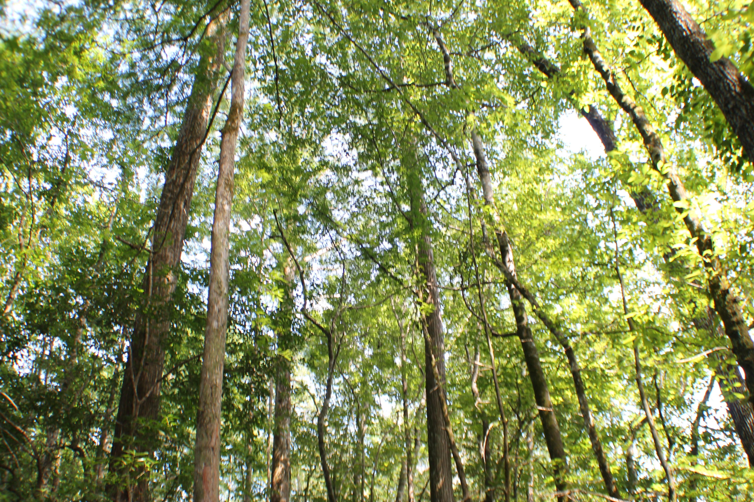 METES & BOUNDS - Farm