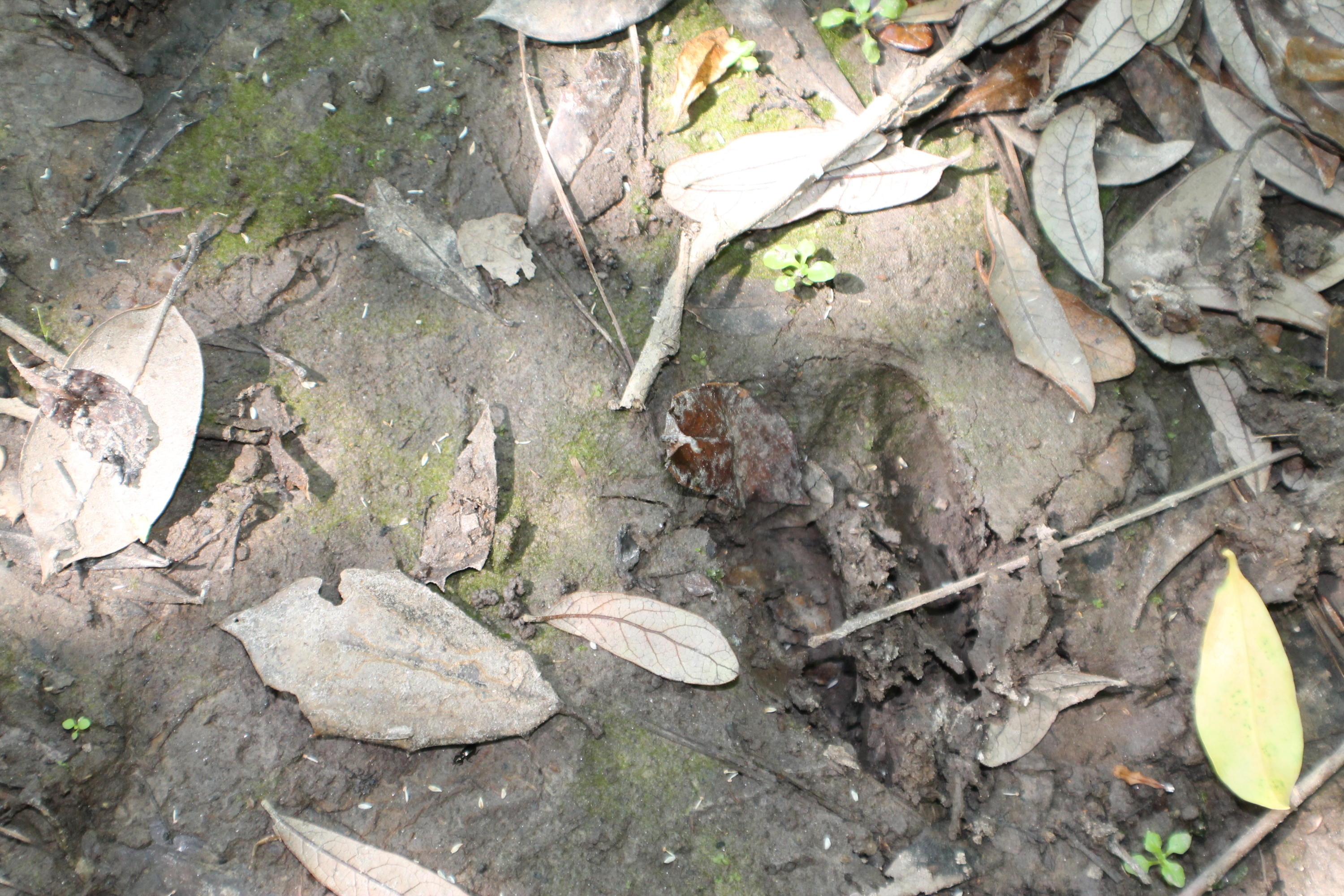 METES & BOUNDS - Farm