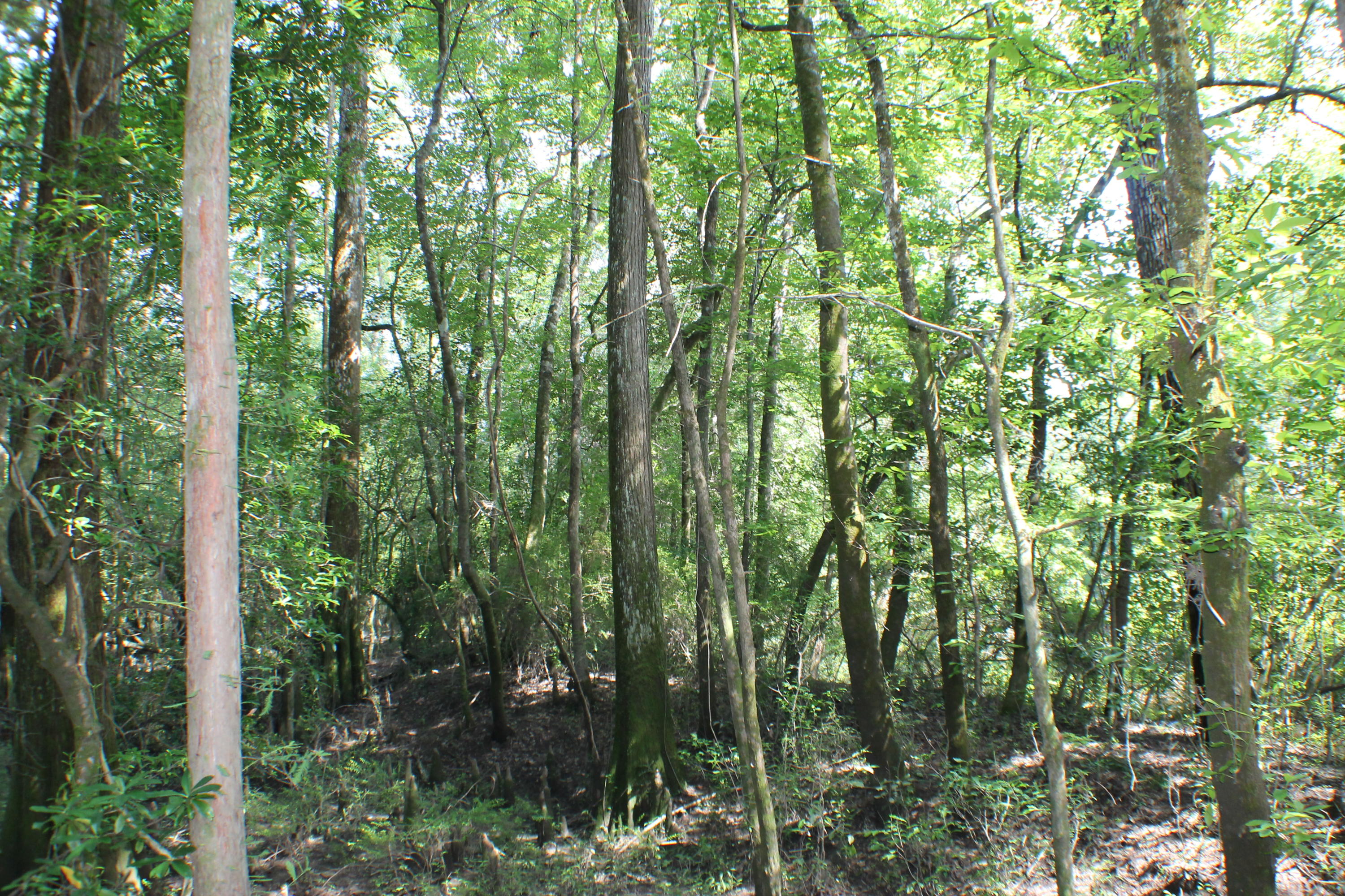 METES & BOUNDS - Farm