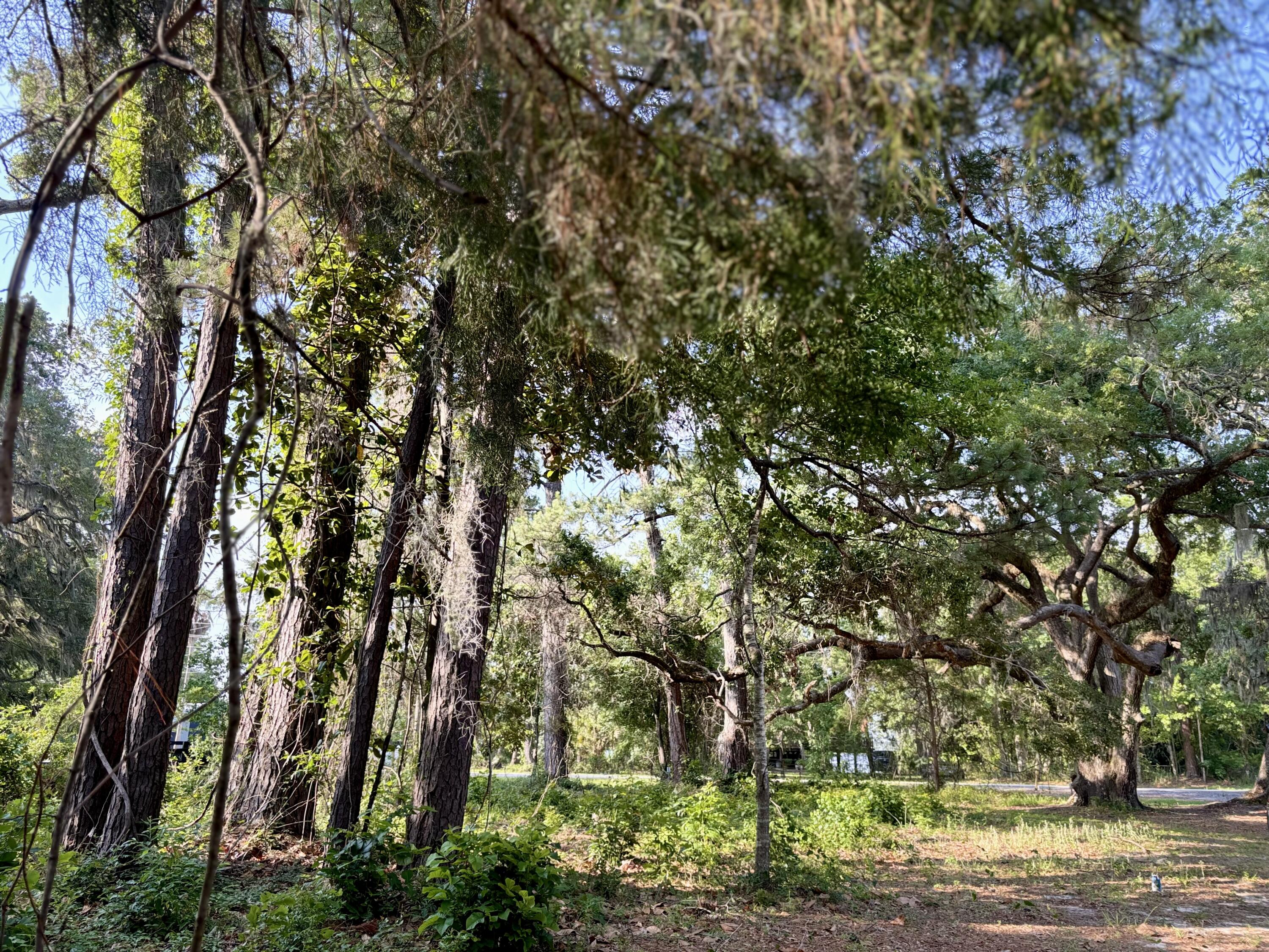 Basin Bayou - Land