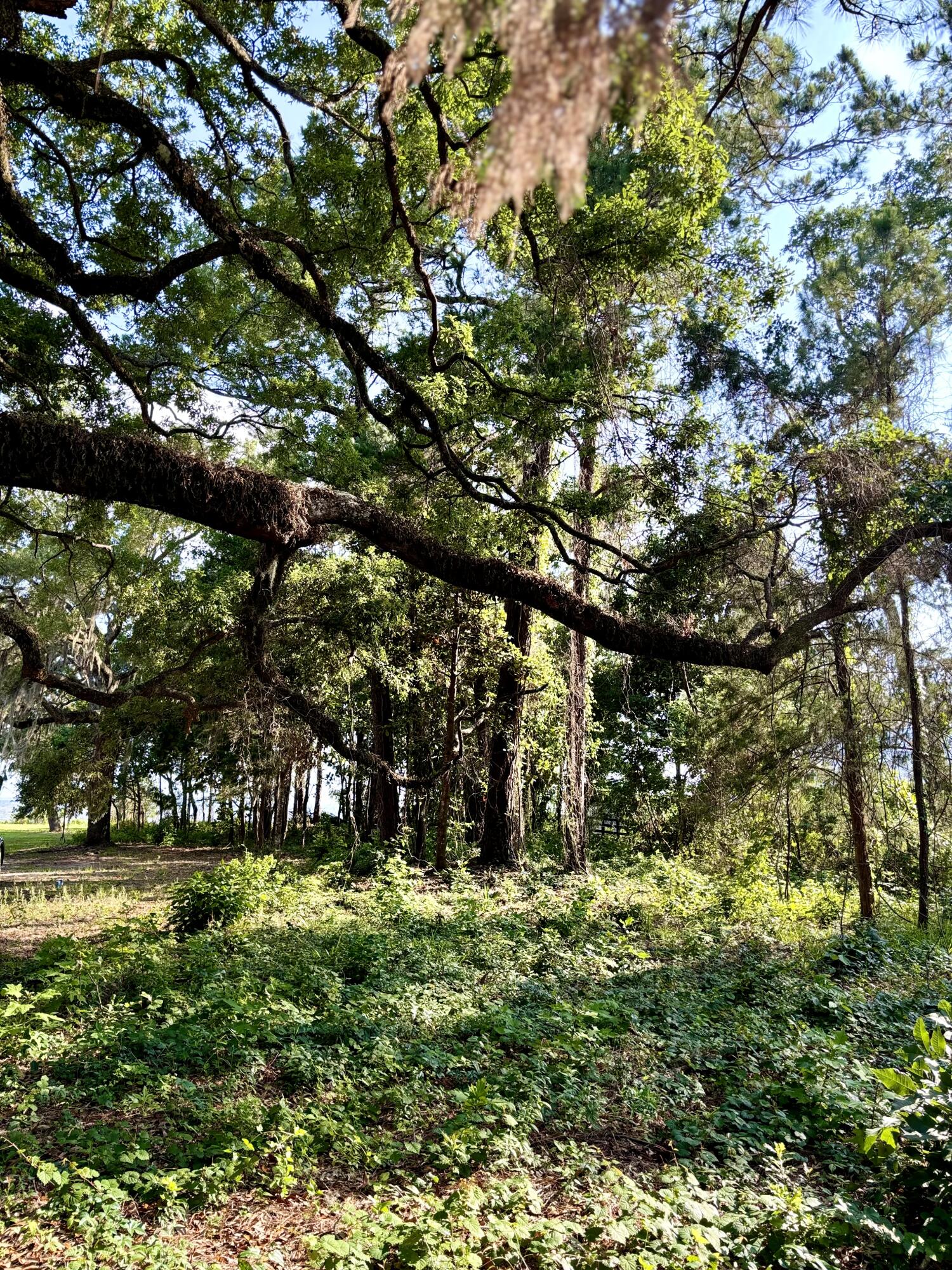 Basin Bayou - Land