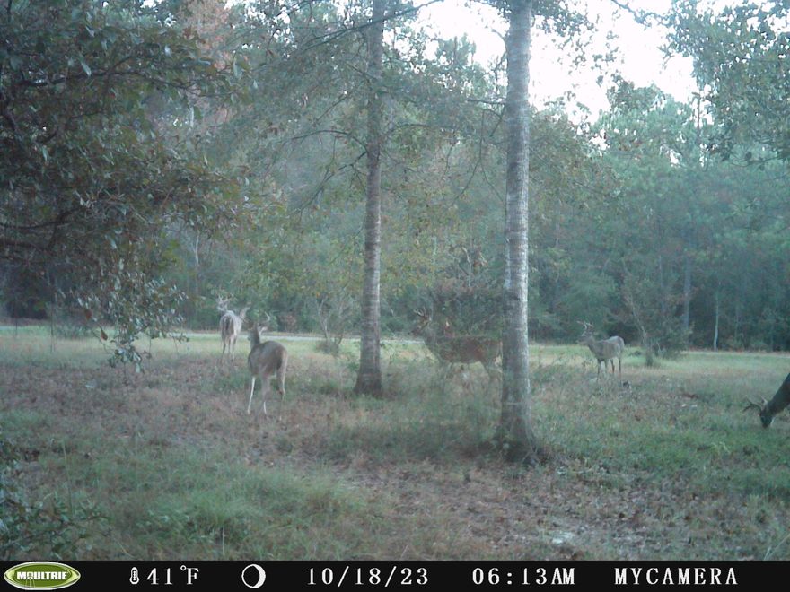 Little Slice of paradise here in Laurel Hill/north Walton!10+/- Acres of prime land featuring beautiful oak trees and dirt road frontage.The perfect location for your new home and has easy access to and from Hwy 2, Hwy 85 and the FL/AL state line. Enjoy endless options of your favorite restaurants, beaches and shopping centers and much more!Additional Acreage and a House is available!