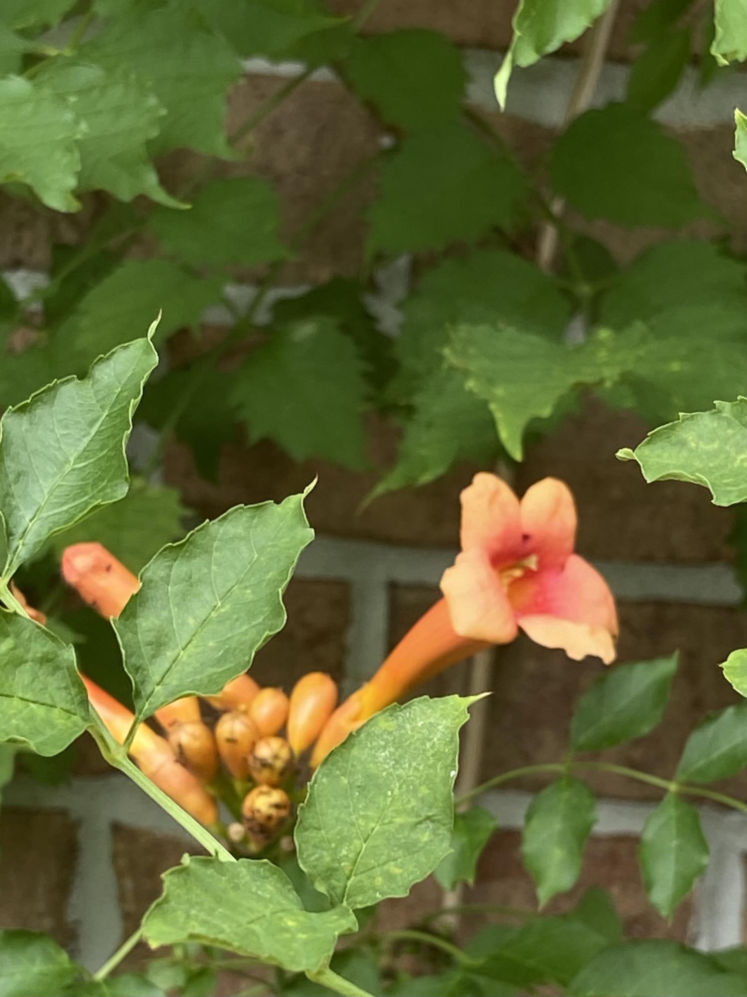 North Harbor - Residential