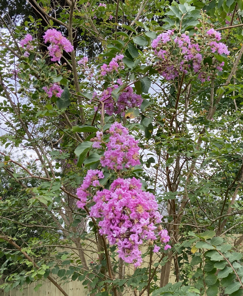 North Harbor - Residential