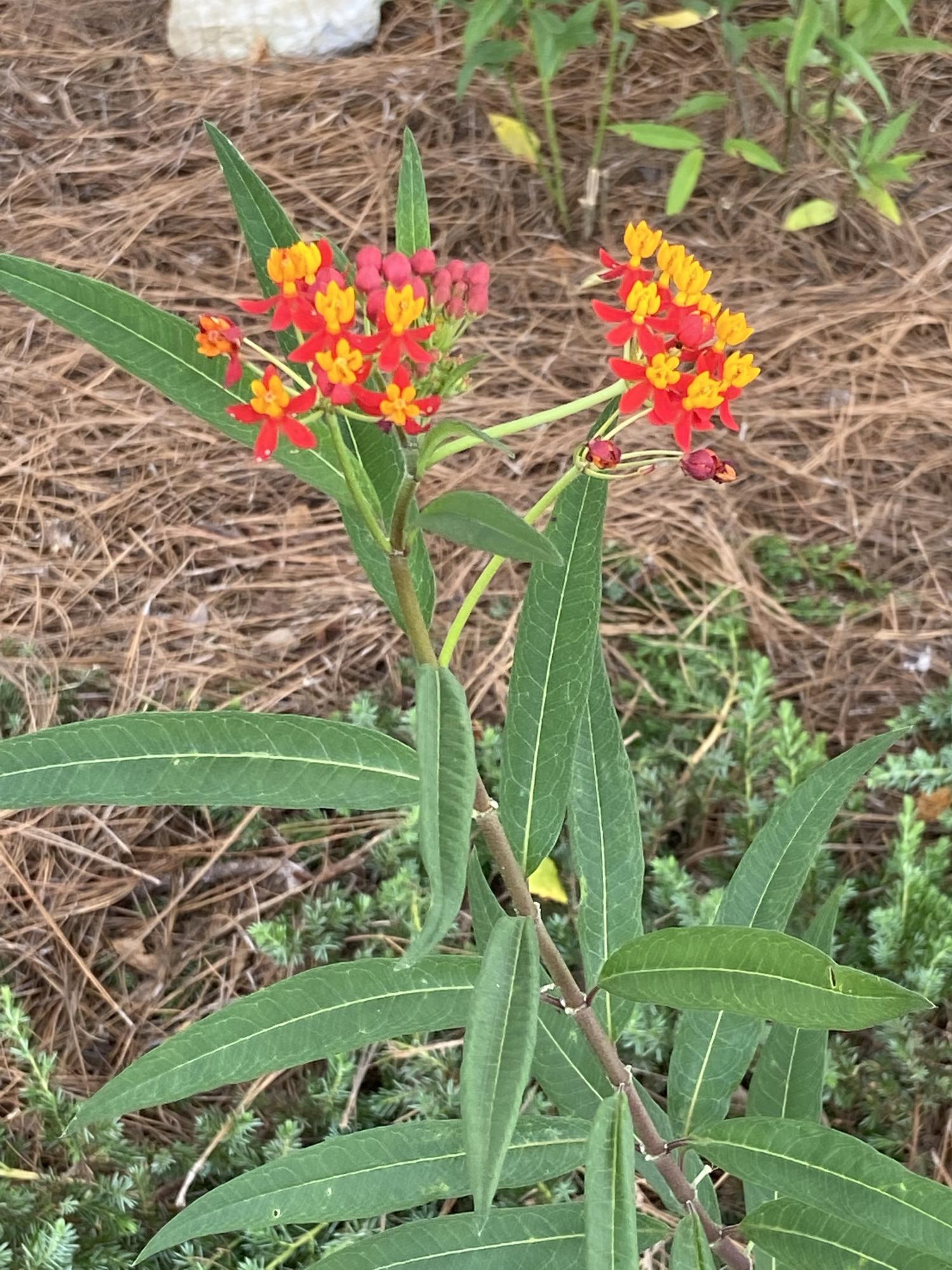 North Harbor - Residential