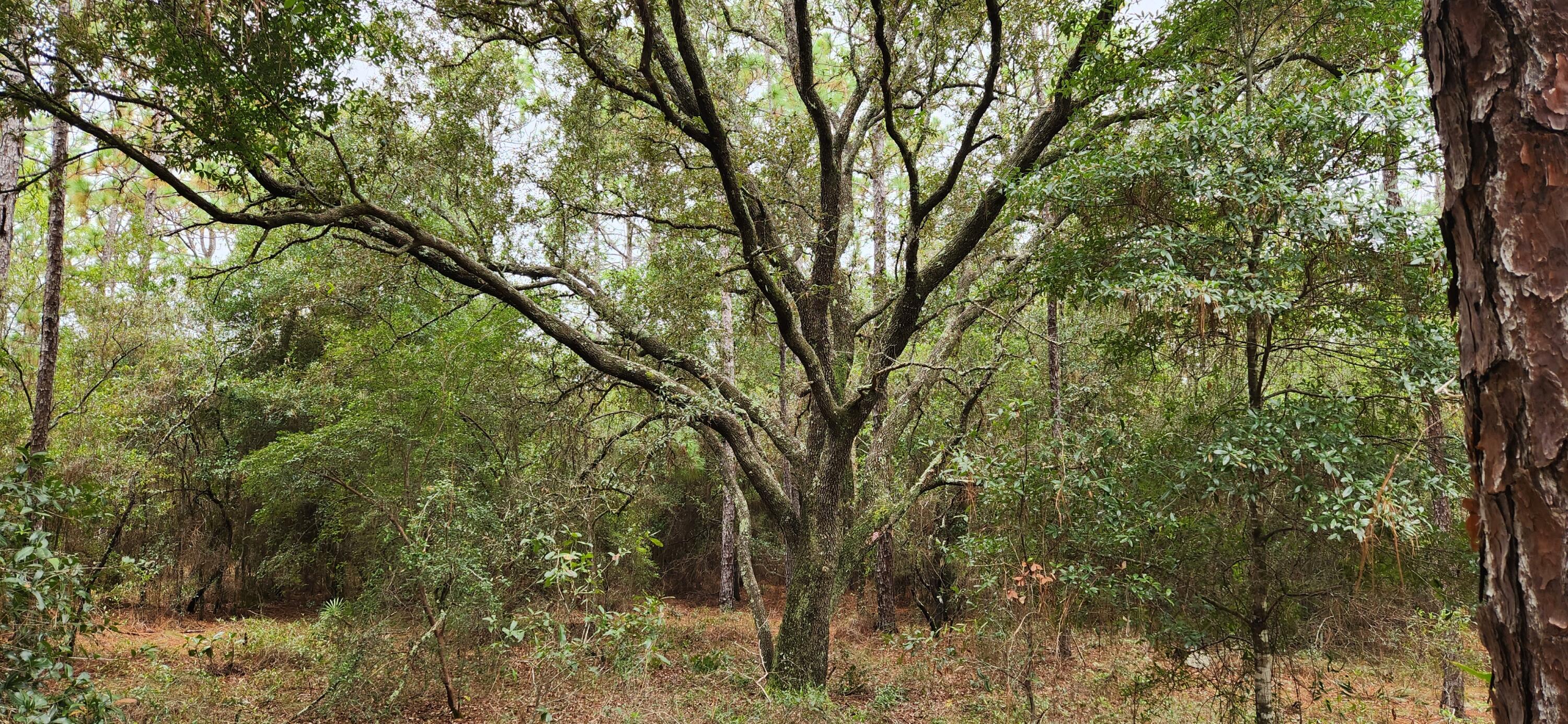 Secluded and Private 1 ac lot with no restrictions and already has deeded Easement. Perfect getaway or home-site. River boat landing just down the road.