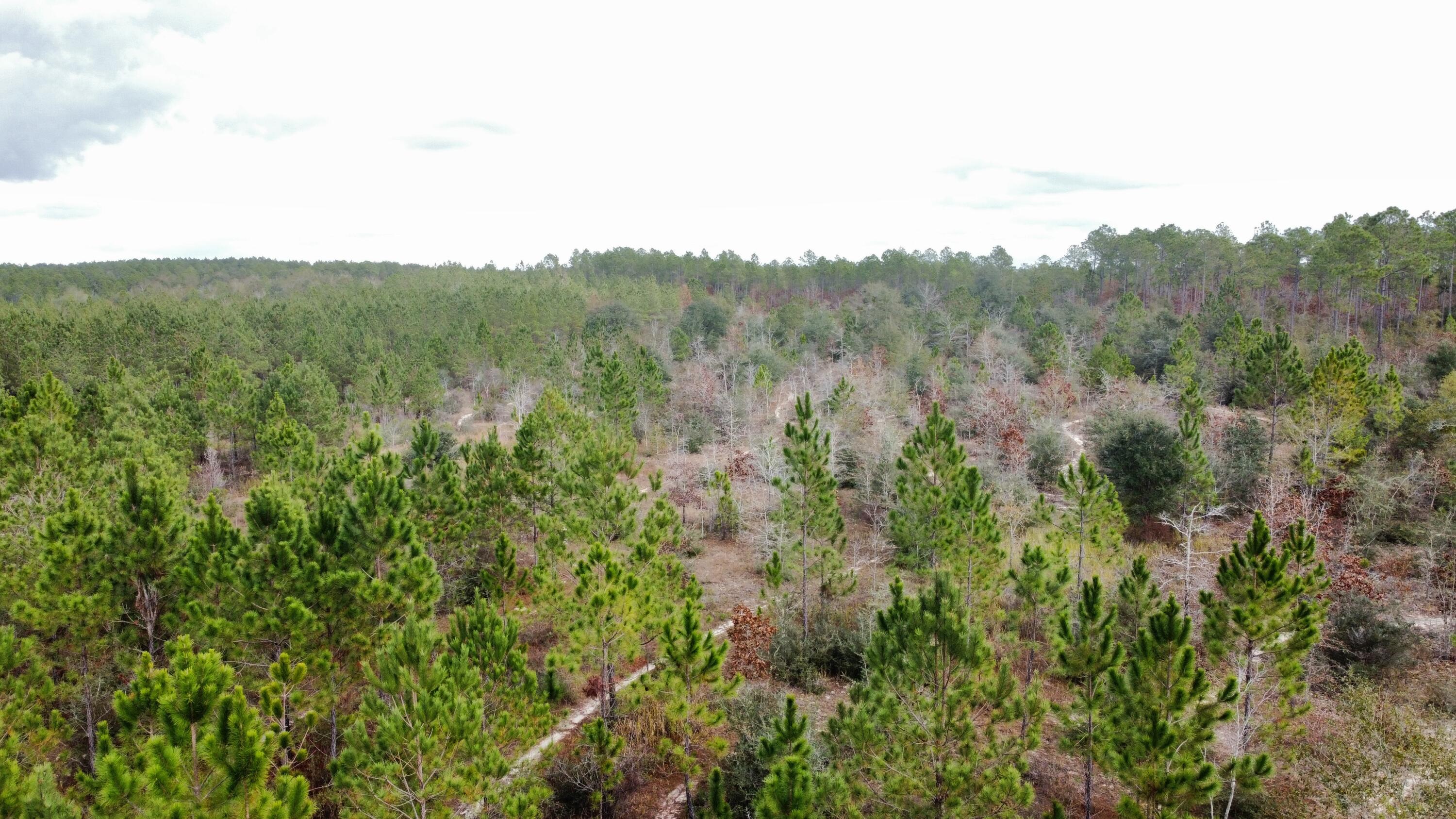 Get ready to build your dream home in this amazing gated sportsmen community! This 31.5 acres +/- is high and dry, good hunting land, and close for electric access. Located not far from the main gate this acreage is great for someone that doesn't want to have to drive in far to access their personal piece of Plantation paradise. Walton Plantation is a privately held North Walton County gated community for outdoor and hunting enthusiasts. Included in this expansive sportsman plantation are thousands of acres, privately owned parcels, access to a rustic outdoor chapel for owners use, public restrooms, ponds for fishing, a community garden, atv riding trails, equestrian trails, and a hunting club for an added annual fee. The Dirt roads are privately and professionally maintained as well as common area landscaping. If you love the outdoors and you are a hunting or horseback riding enthusiast, don't let this opportunity pass you by. From this location, you can be at the white sand beaches along the Emerald Coast within an hour.