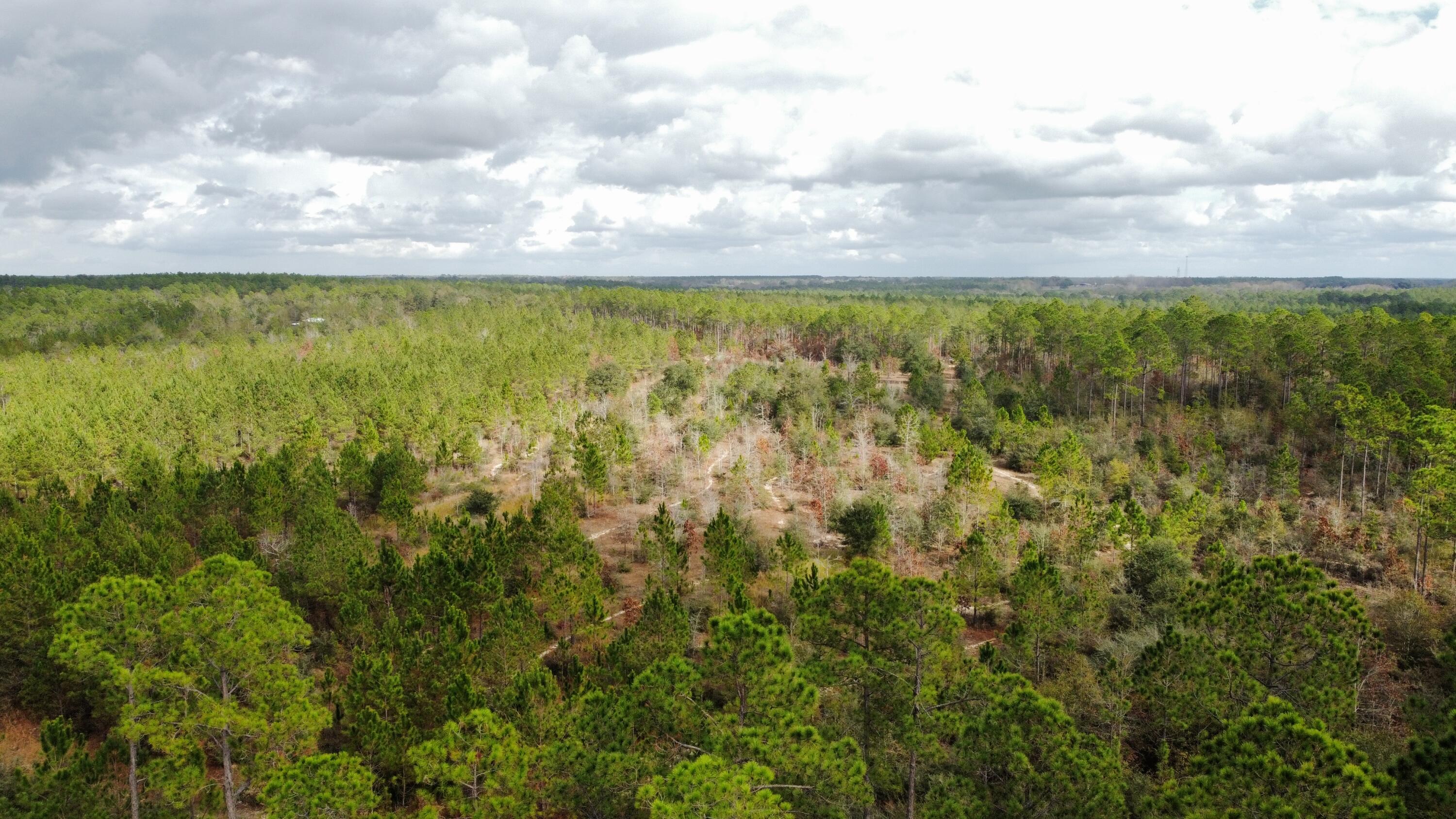 WALTON PLANTATION - Land