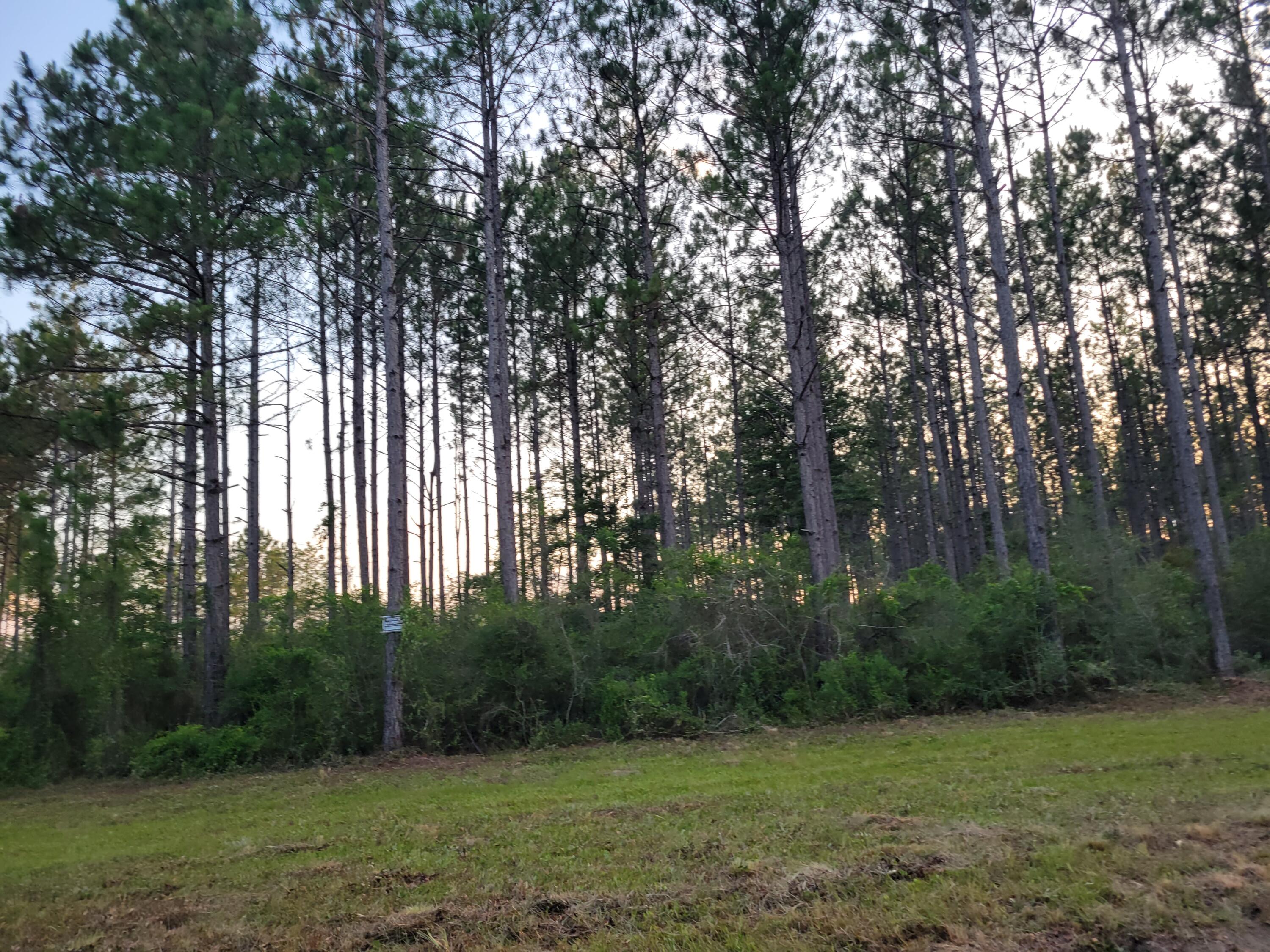10 acres in the north end of Walton County on a paved road. Planted pine of appx. 10+ years. Mobile homes welcomed. Paxton Schools within 7 miles. The City of Florala appx. 10 miles north with Lake Jackson a recreational lake with skiing and fishing. Restrictions, survey and Seller's Disclosure listed under Document tab above.