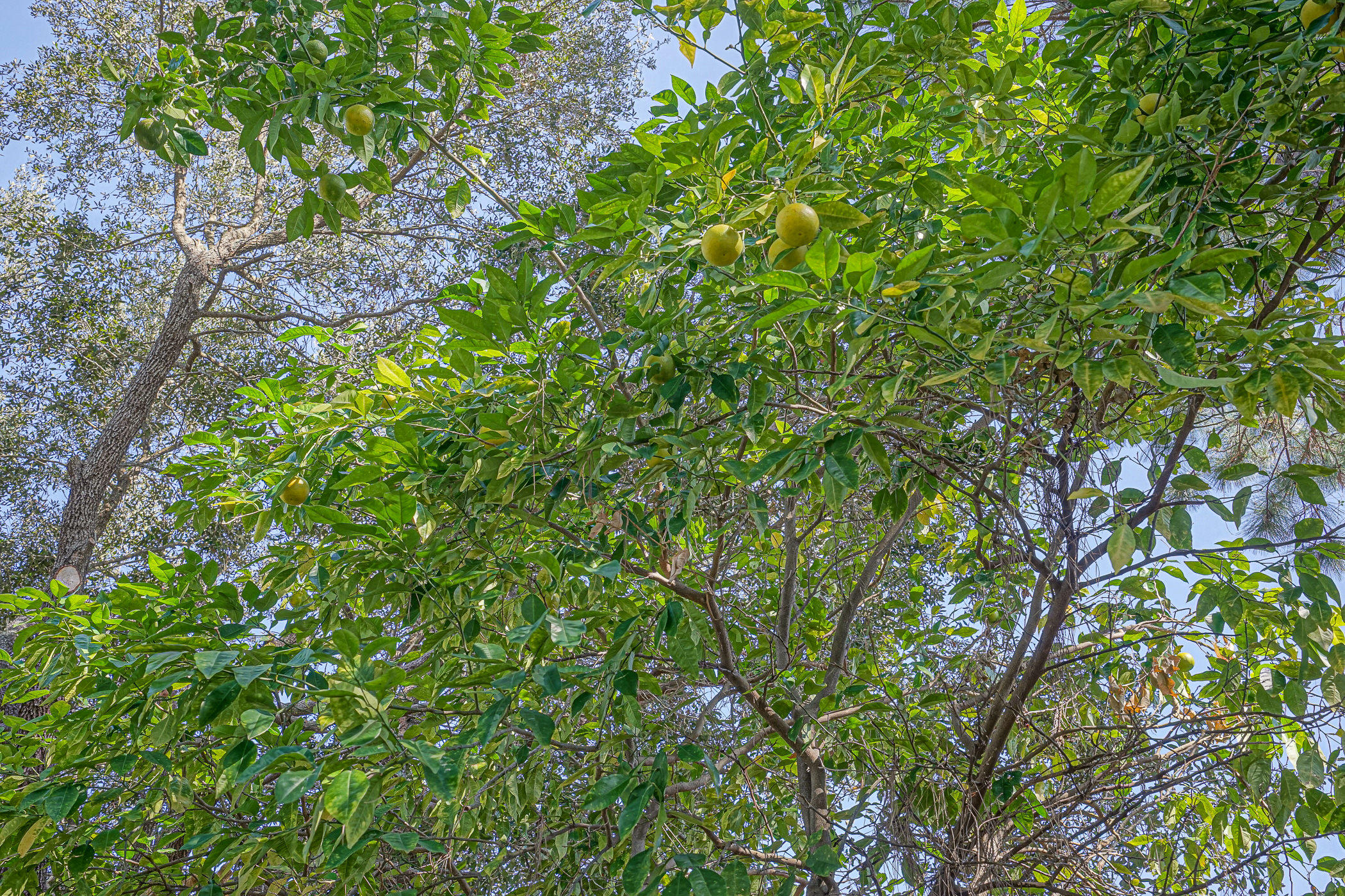 OAKLAND ADDN - Residential