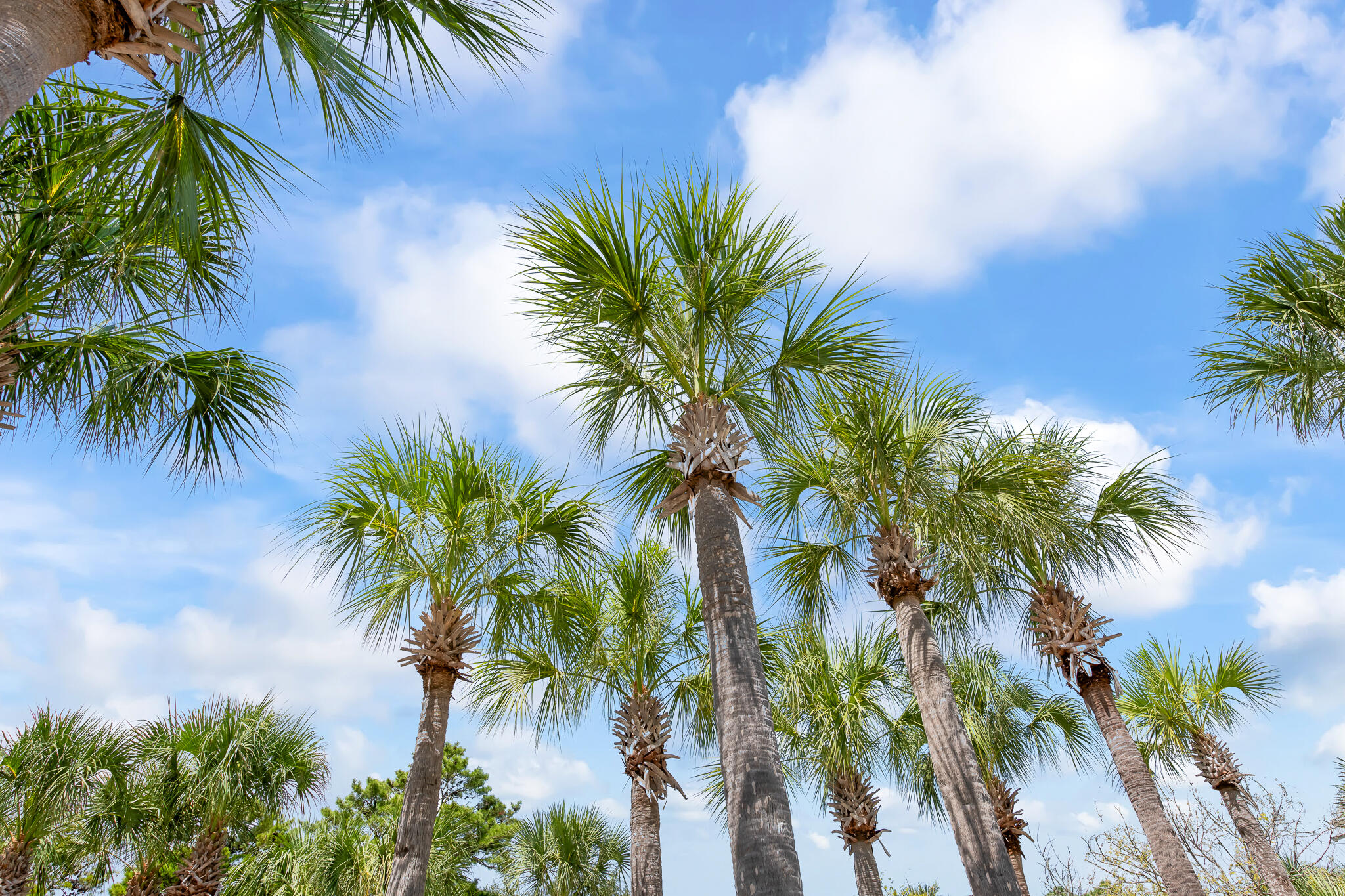 Gulf Place Courtyard - Residential