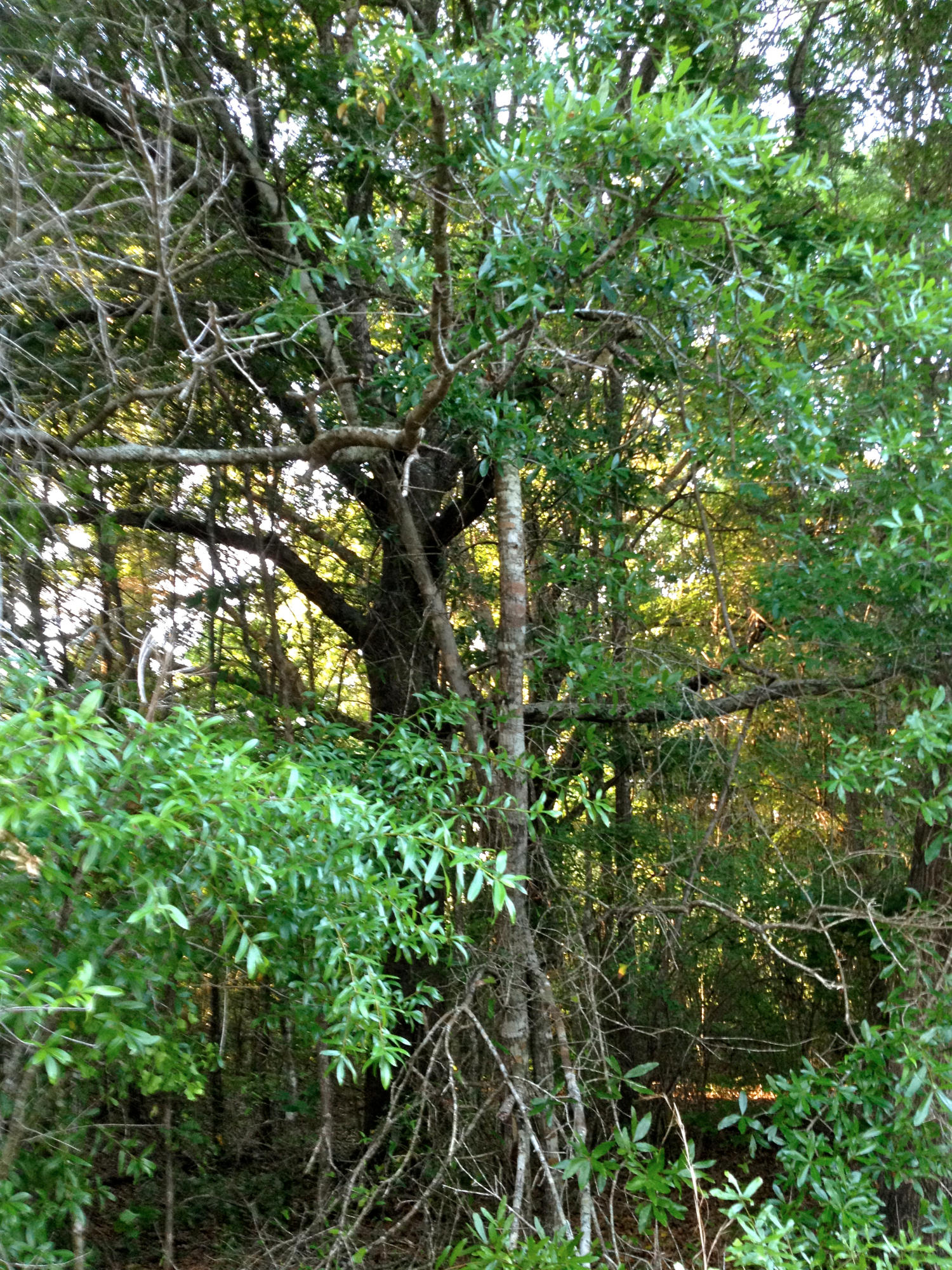 METES & BOUNDS - Land