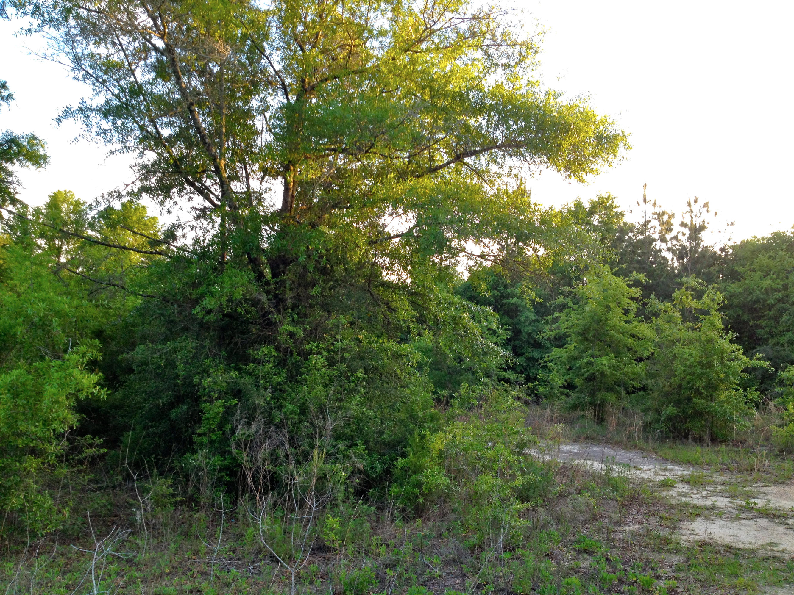 METES & BOUNDS - Land