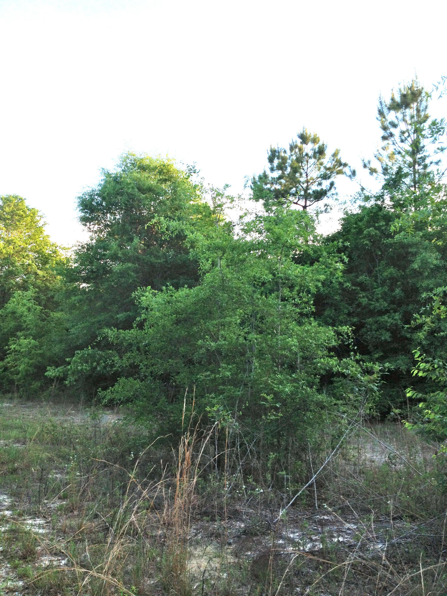 METES & BOUNDS - Land