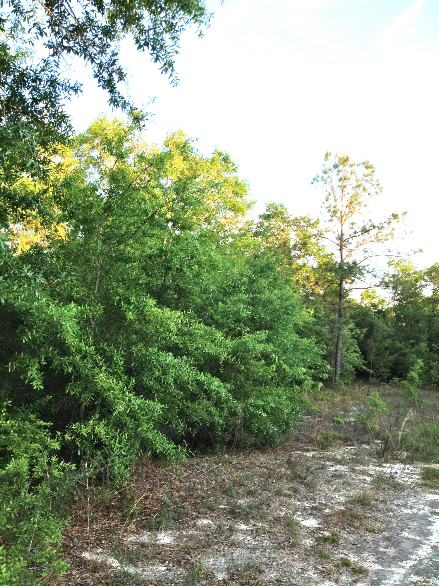 METES & BOUNDS - Land