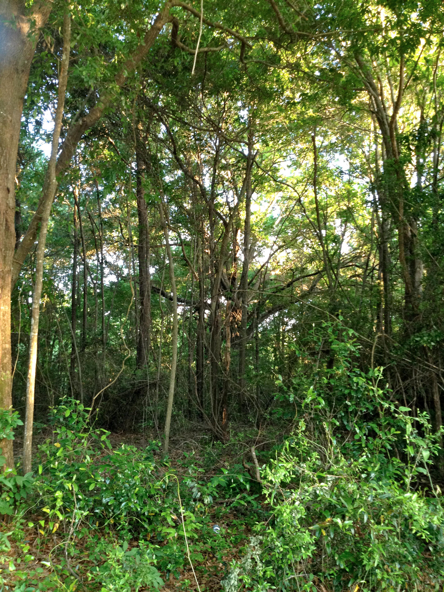 METES & BOUNDS - Land