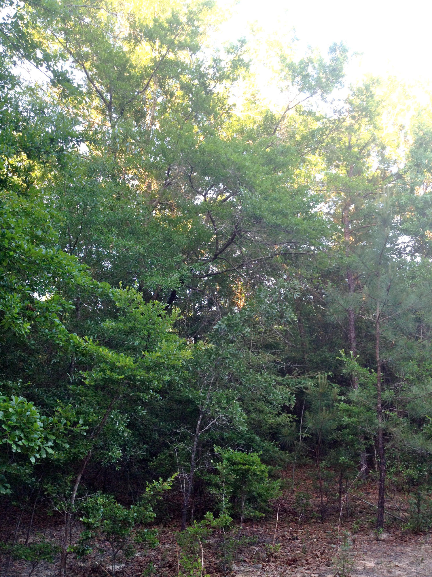 METES & BOUNDS - Land