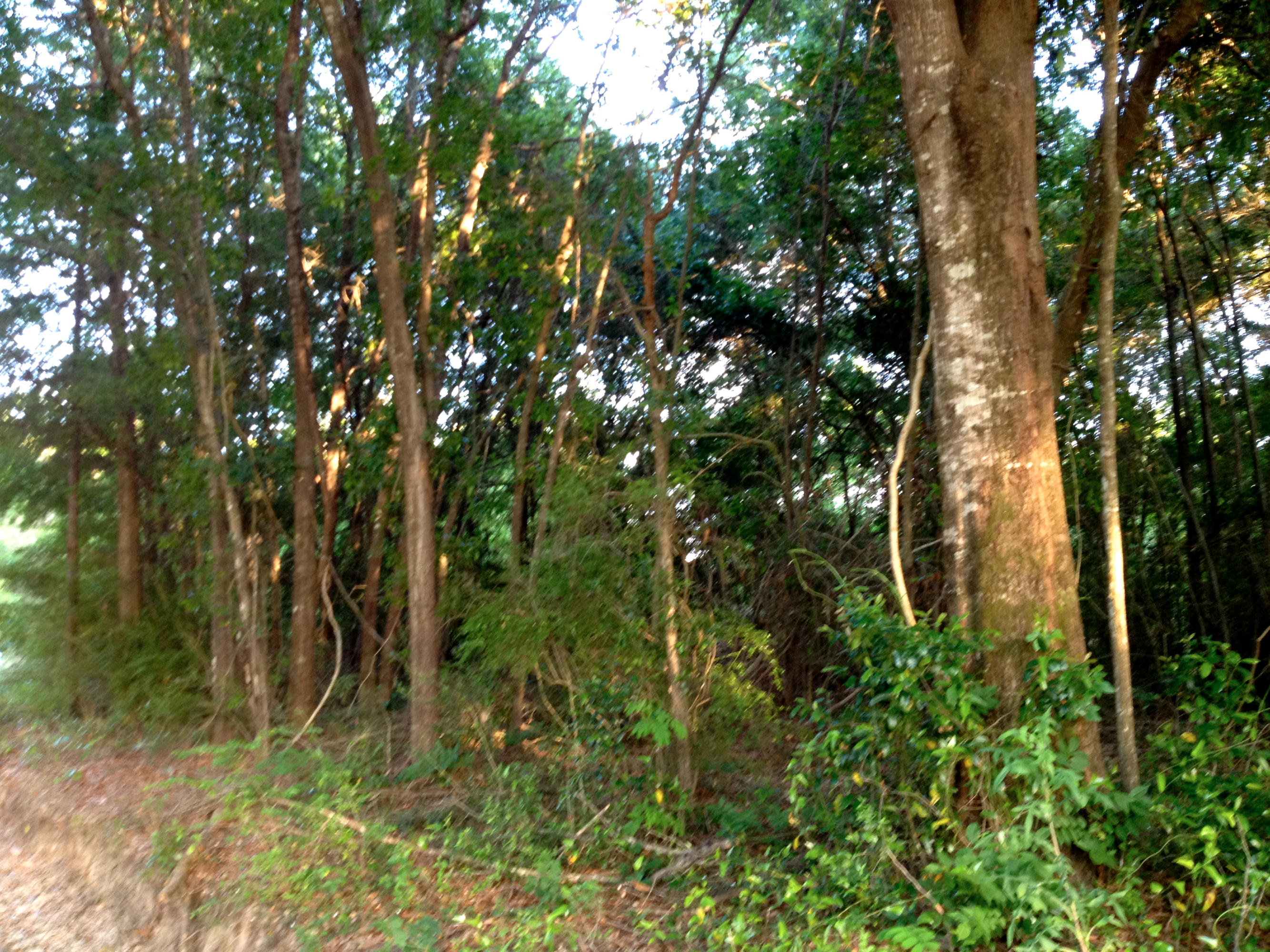 METES & BOUNDS - Land