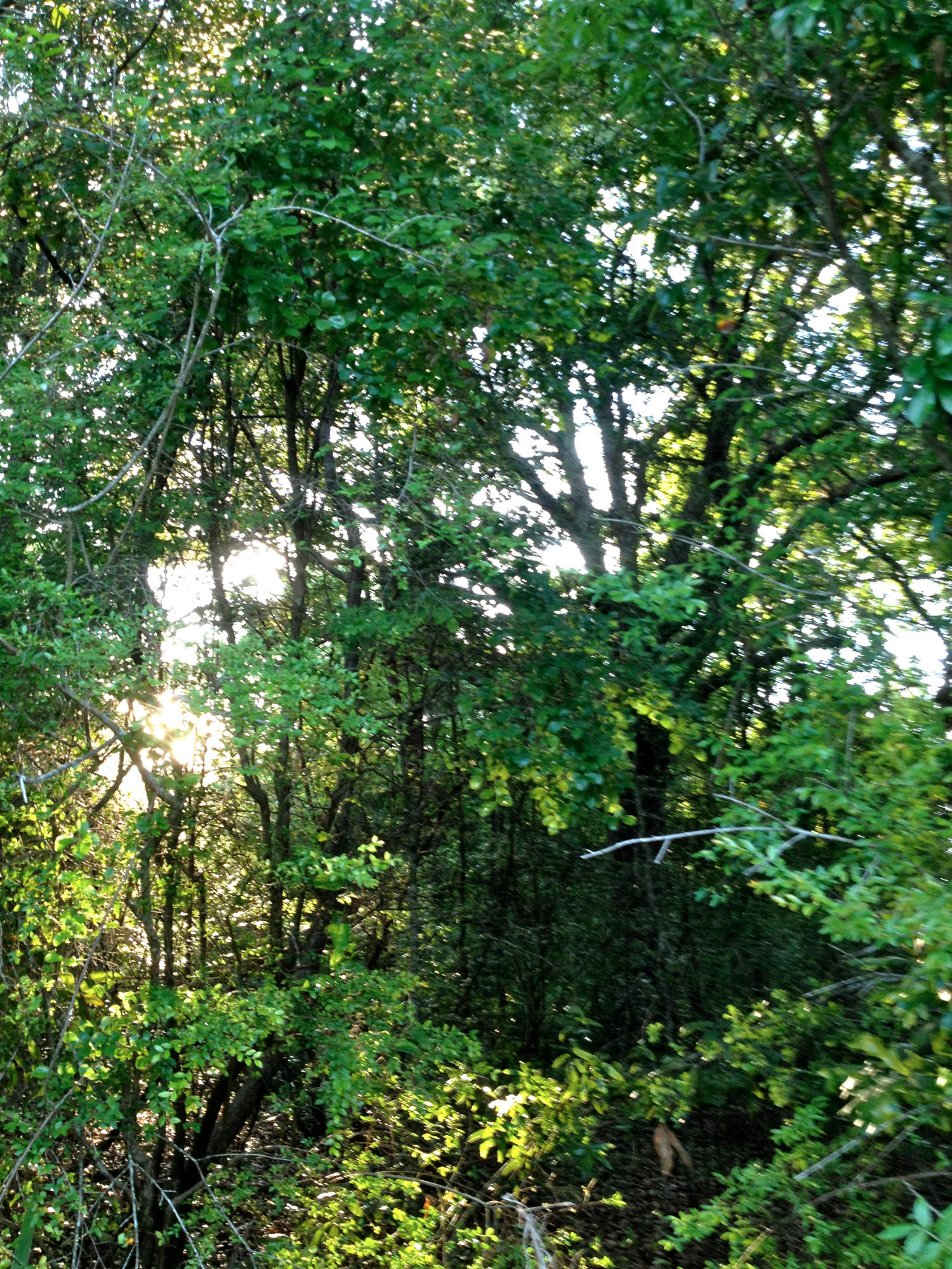 METES & BOUNDS - Land