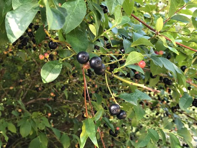 LAKE ARTHUR ESTATES/ Note: access to all amenities, but this property owes no HOA fees - Residential