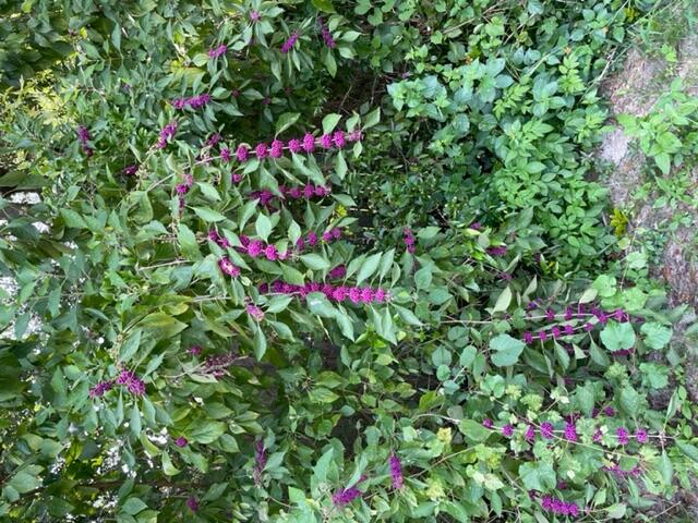 NORTHWOOD ADDN - Residential