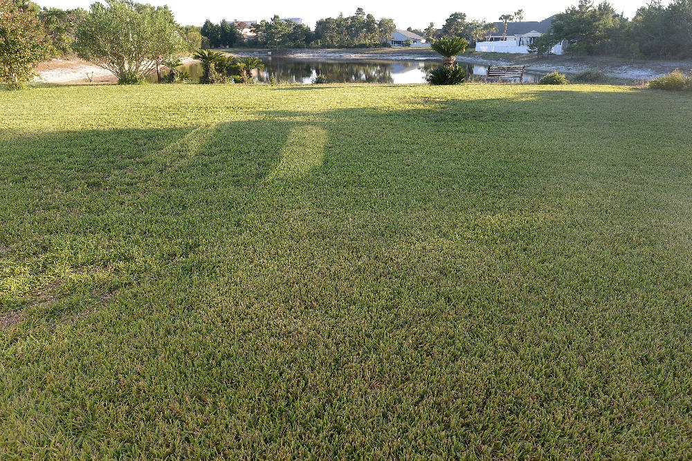 PALMETTO TRACE - Residential