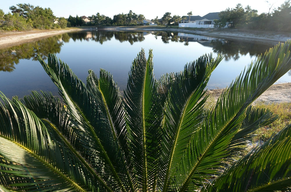 PALMETTO TRACE - Residential