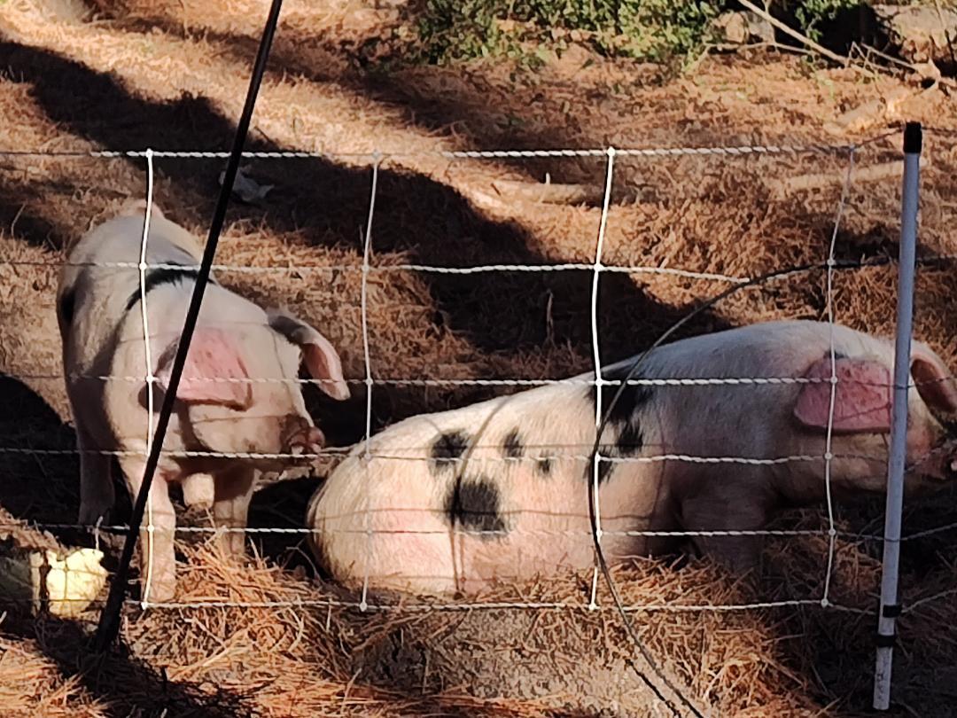 METES & BOUNDS - Farm