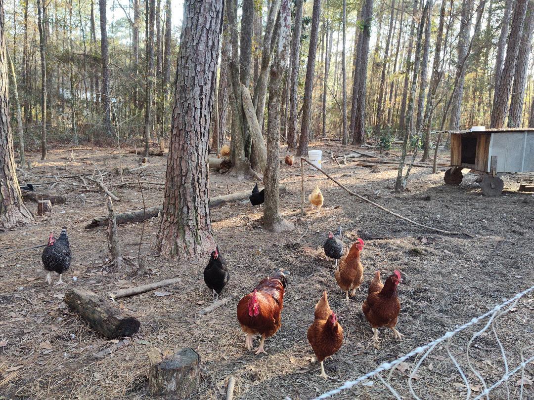 METES & BOUNDS - Farm