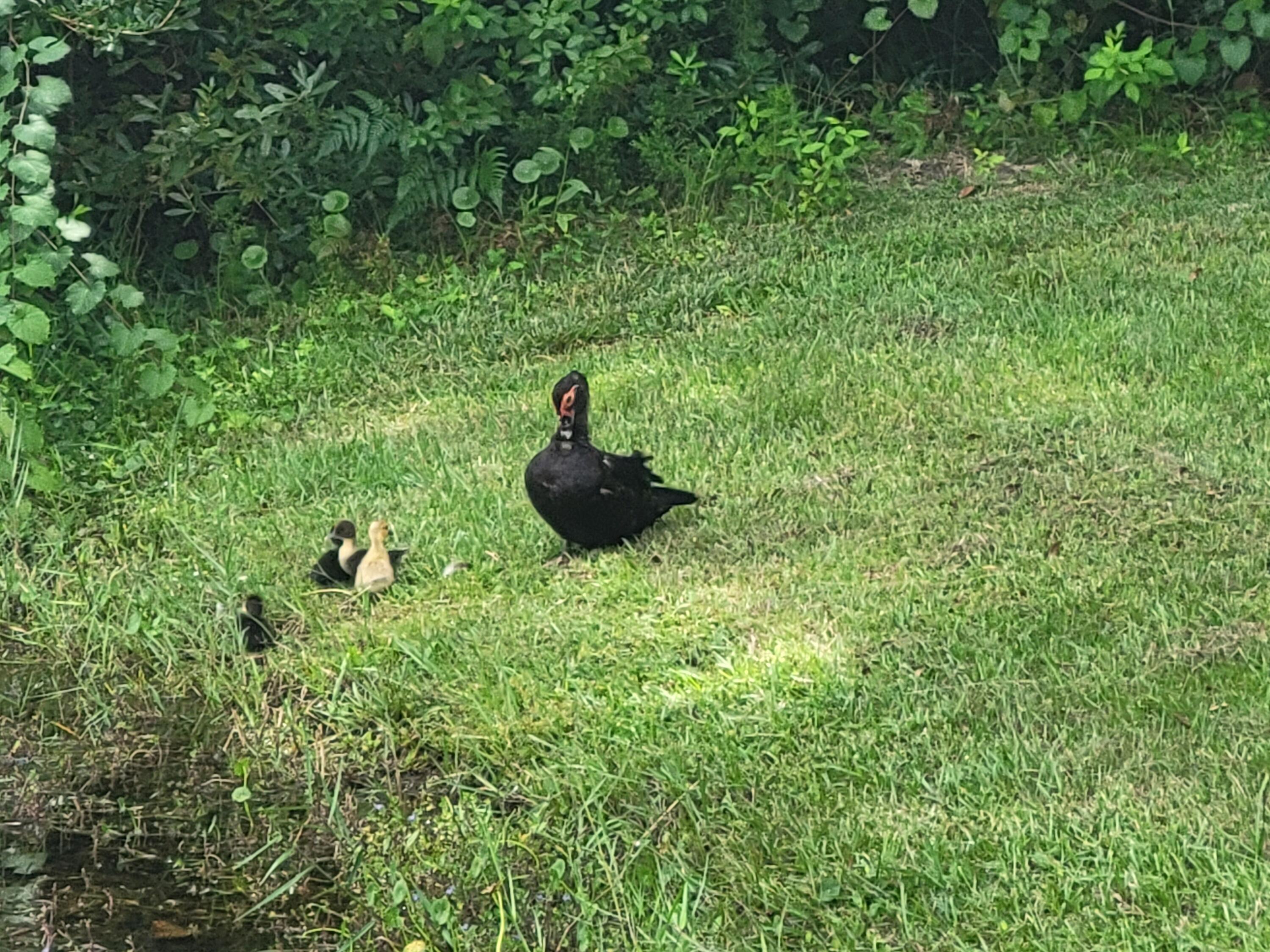 KING LAKE ESTATES - Residential