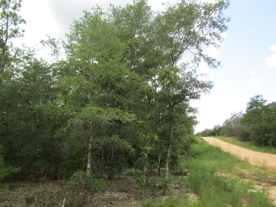 Lot 11 on Juniper Ave wooded lot on a dirt road. Appox 0.25 acre subject to an up to date survey.
