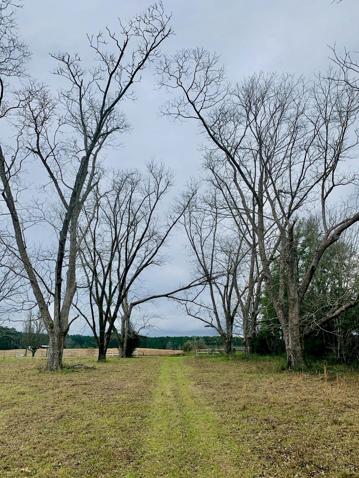 No restrictions! Come build your dream home on this land. 23 acres that allows mobile homes, farm animals, and much more! This land is perfect for growing hay, so bring your horses! Can be sold with MLS 840964.