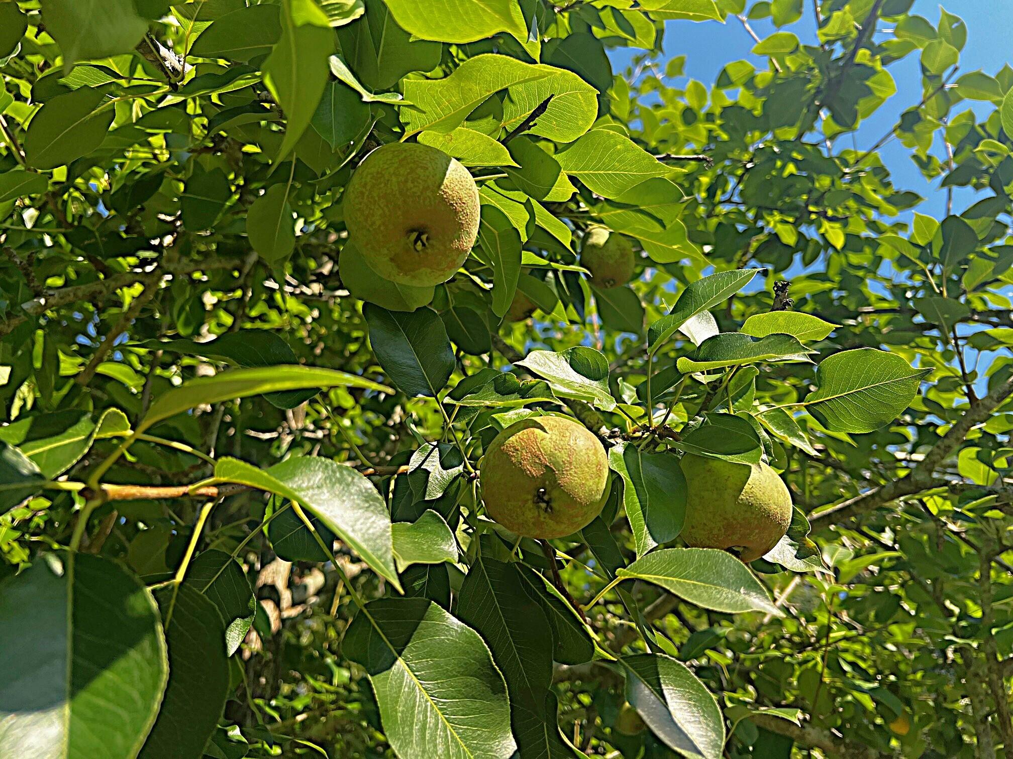 PIPERS LANDING - Residential