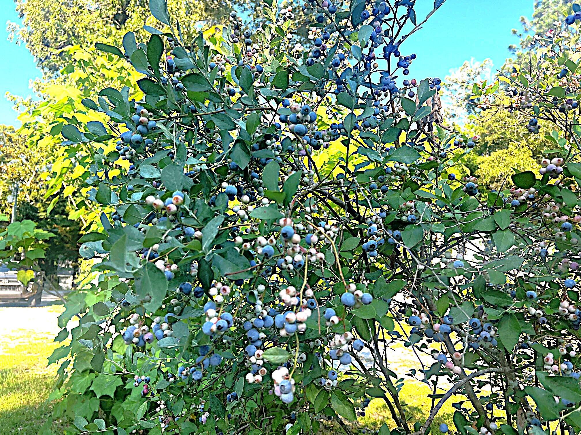 PIPERS LANDING - Residential