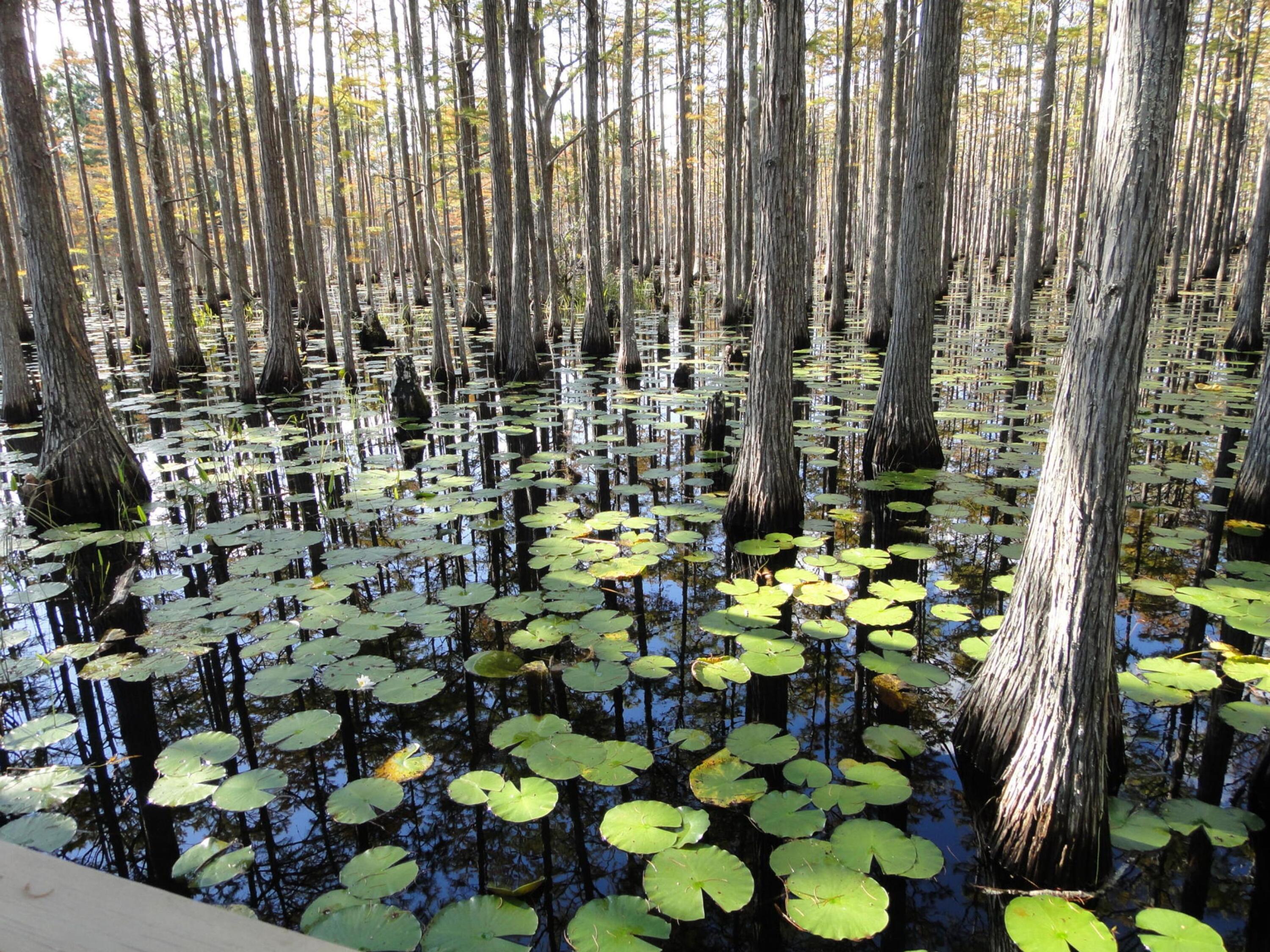 CYPRESS DUNES - Land
