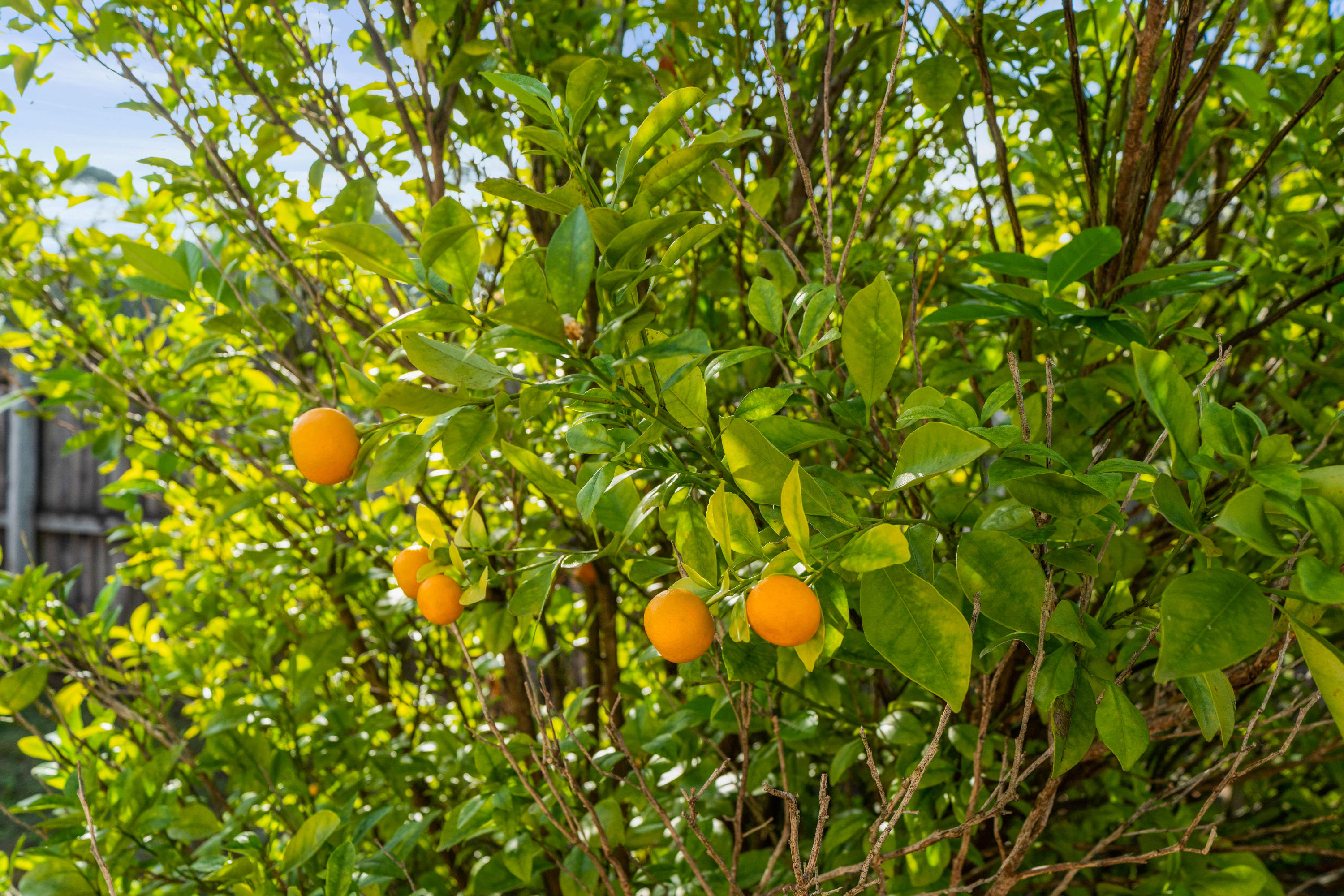 IVALEA GARDENS - Residential